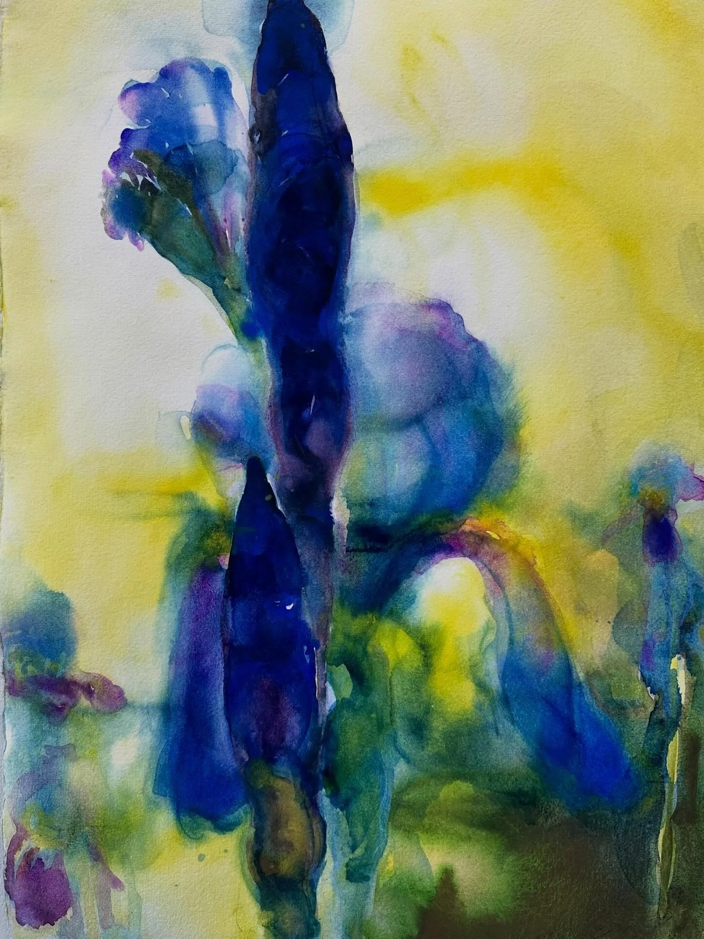 Irises are among the next to bloom in spring.

They&rsquo;re majestic&mdash;standing  clustered together.

I love the way they shimmer, their petals are translucence as the sunlight passes through.

I&rsquo;ve painted them again and again over the ye