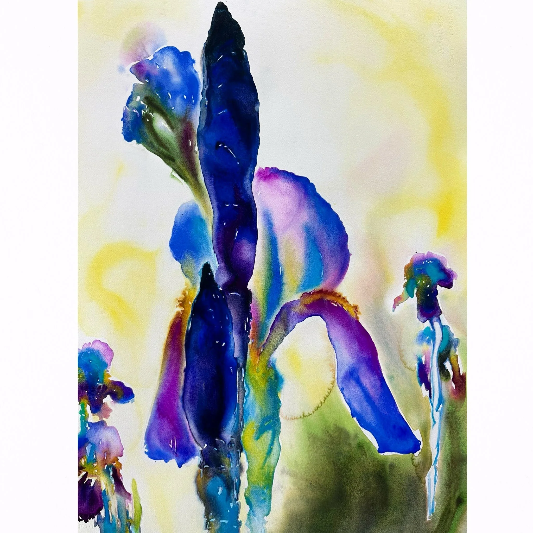 Very grateful to be in this collection.  Thank you to the client and designer for making it happen.

Blue Iris
Watercolor
30 x 22 &ldquo;
2026
.
.
.
#iris#garden#botanicalwatercolor#botanical#stlart