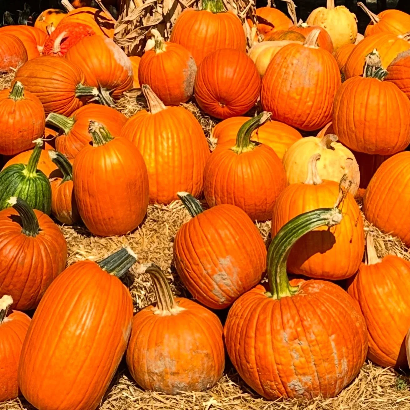 Guess what I did today&mdash;
.

.
.
#pumpkin#pumpkinpatch🎃 #pumpkins#bellevilleillinois