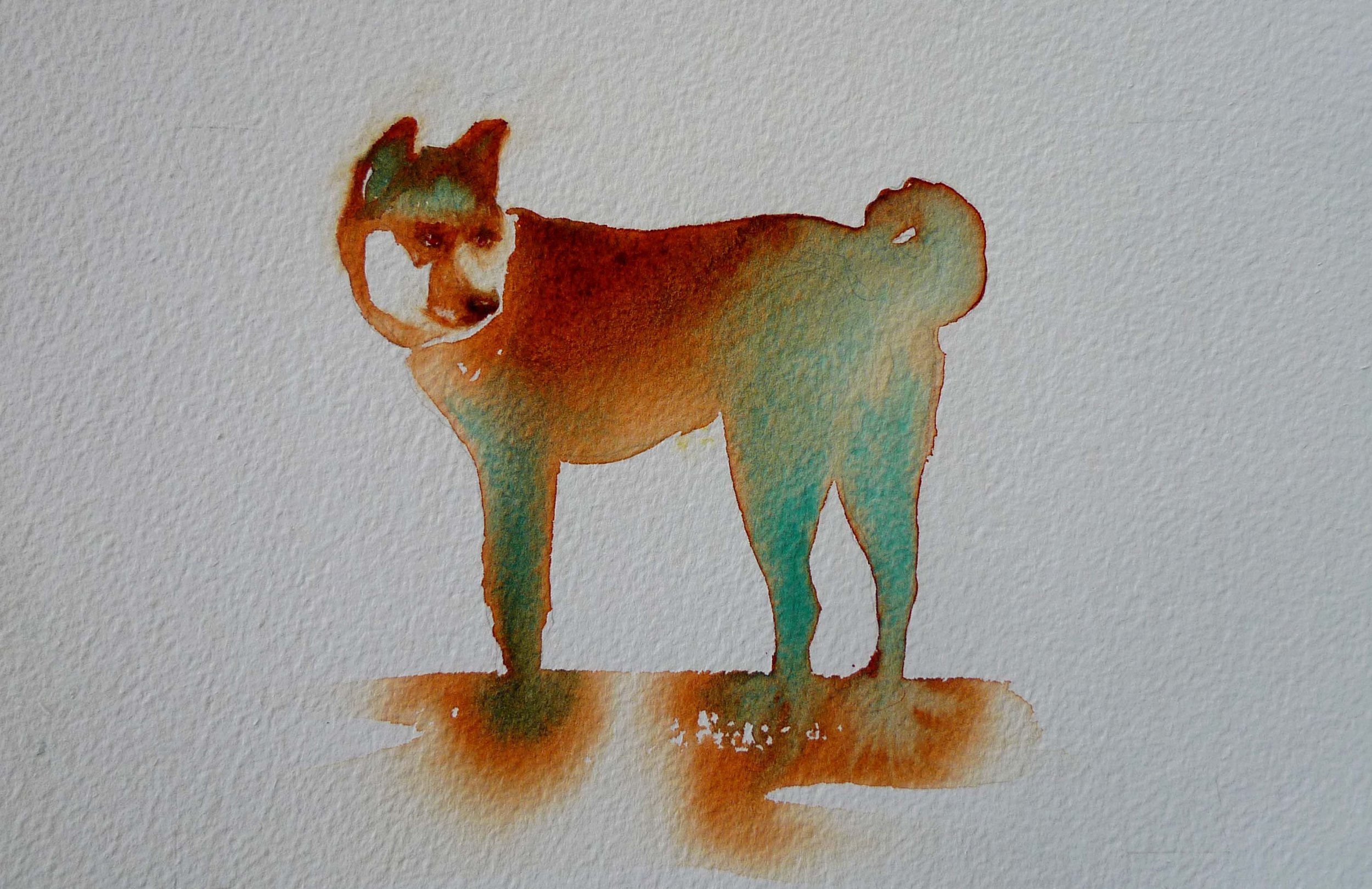 akita.jpg