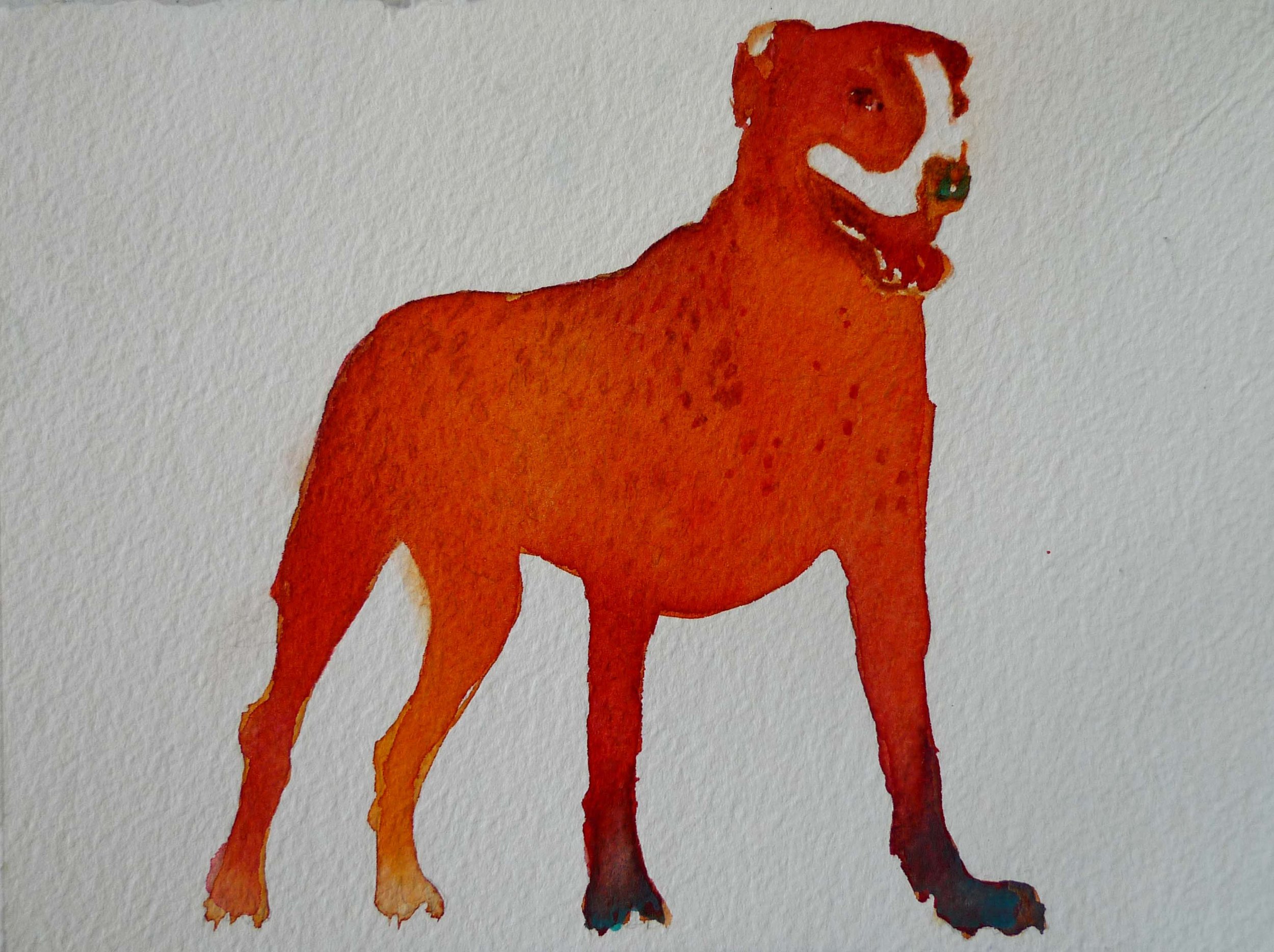 reddog copy.jpg