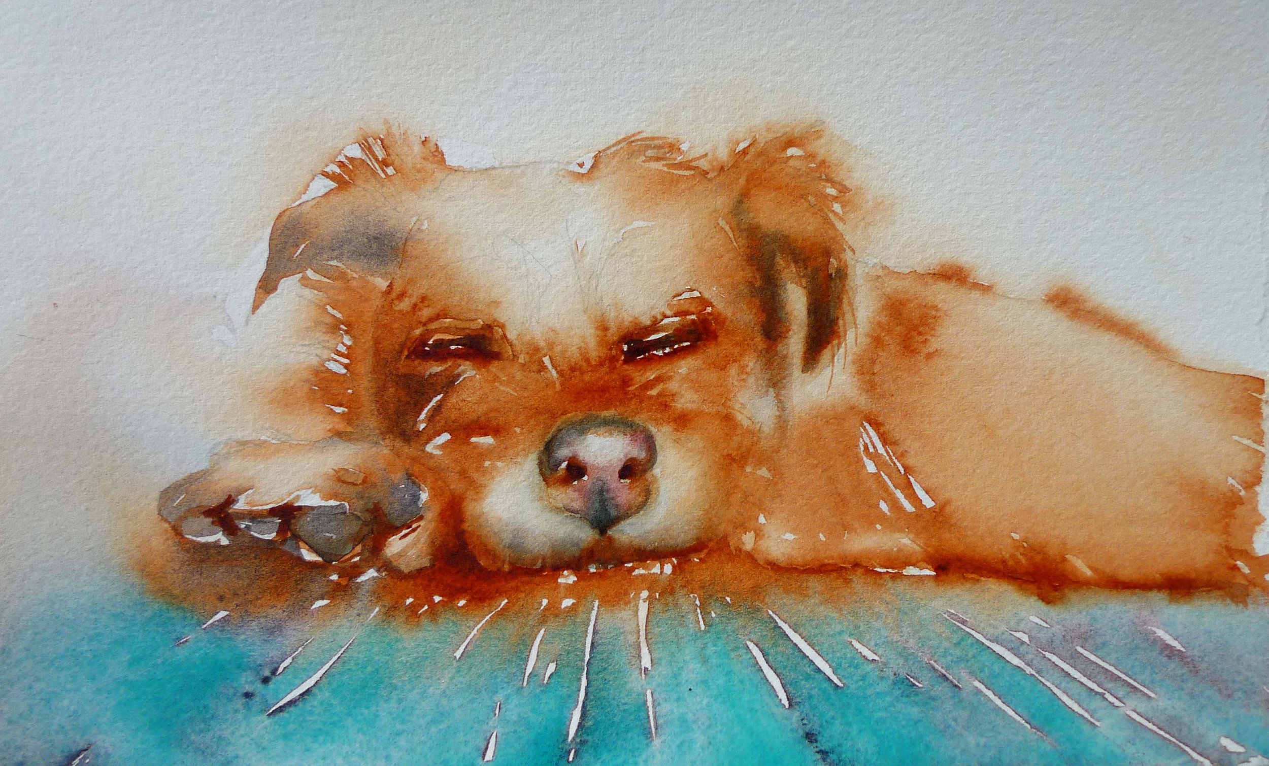 sleepingdog.jpg