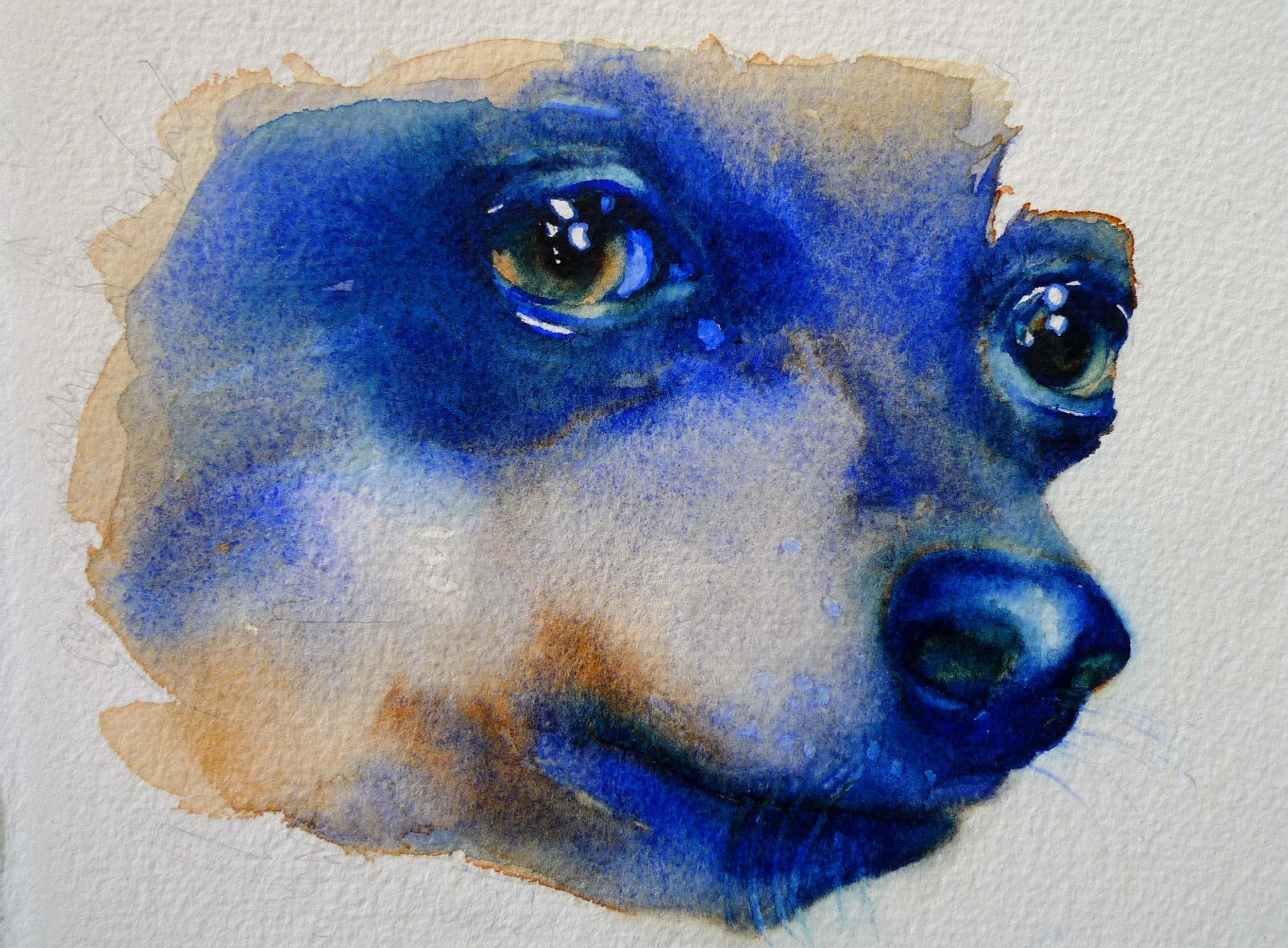 chihuahua.jpg