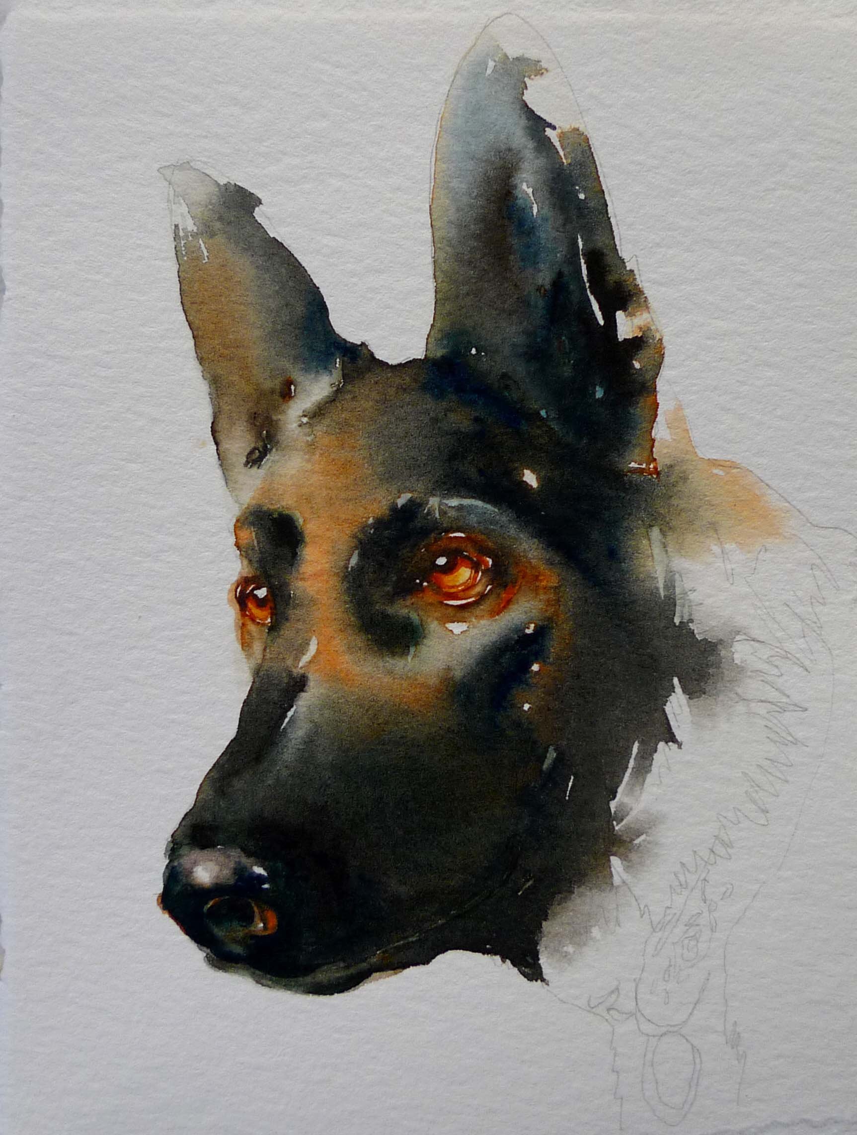 germanshepherd.jpg
