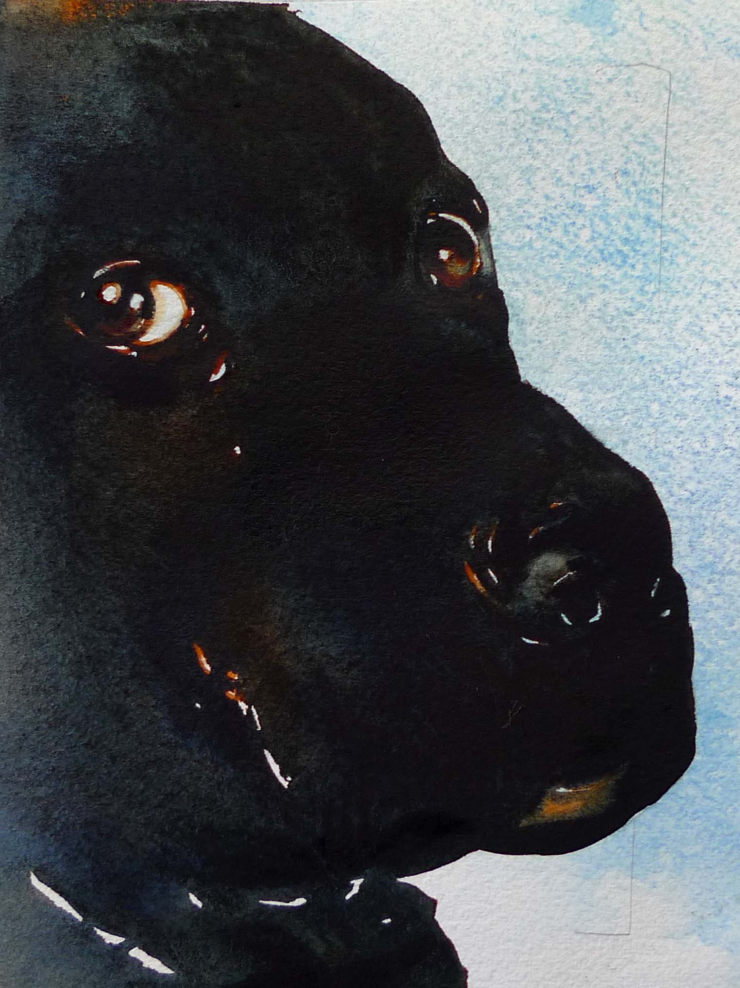 blackdog.jpg