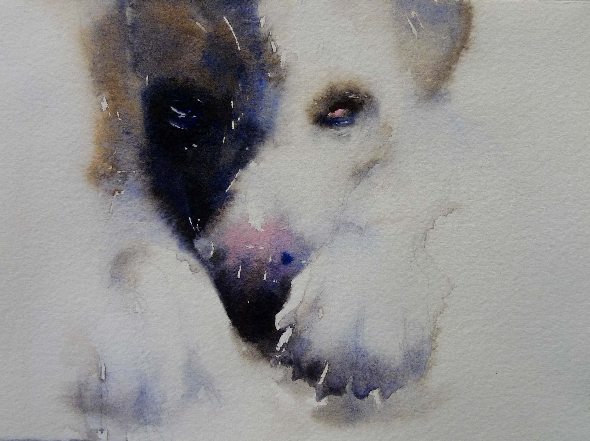 dog6.jpg