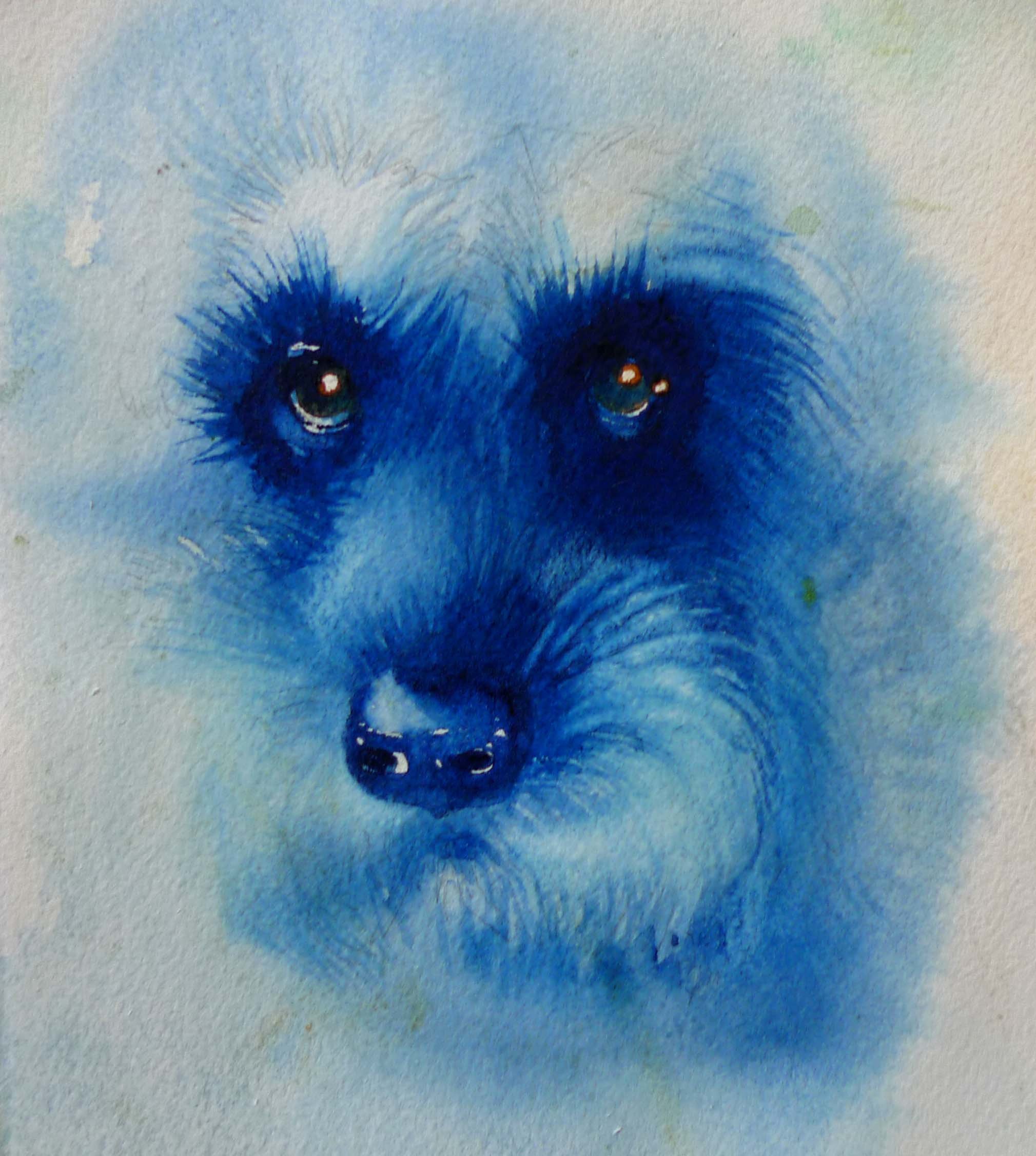 sheldon'sdog.jpg