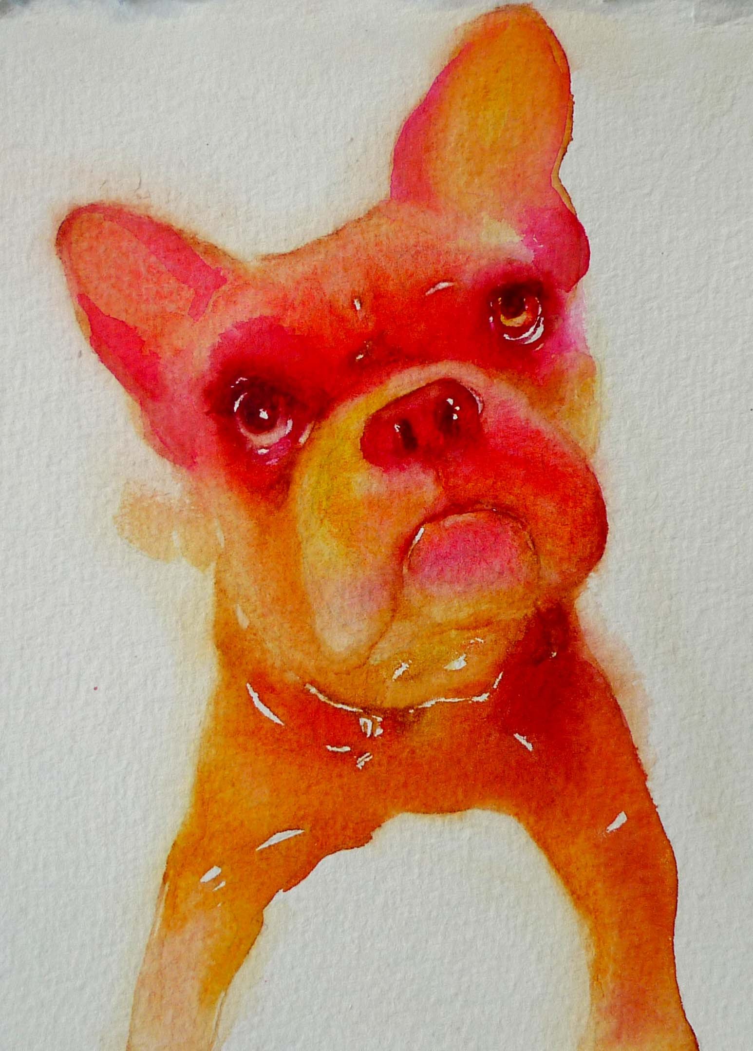 redfrenchbulldog.jpg