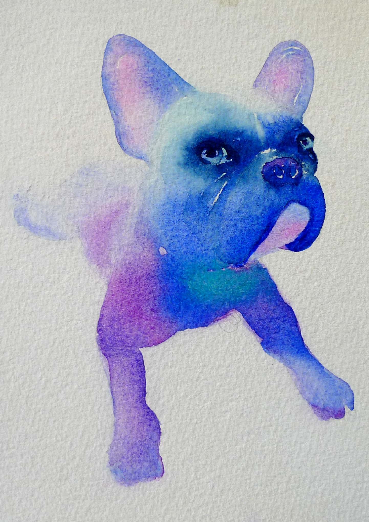 frenchbulldog.jpg