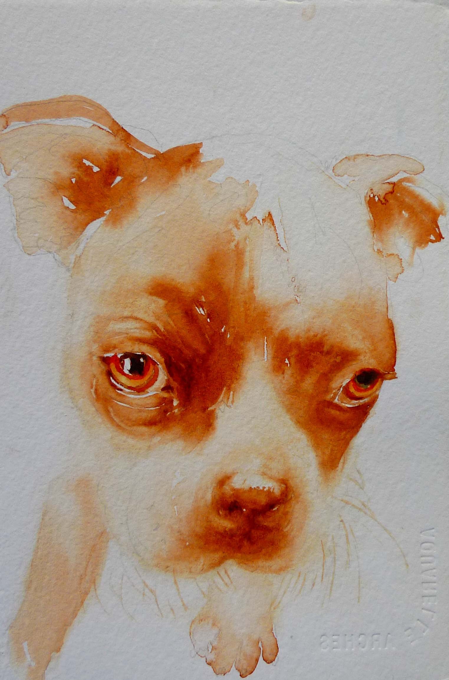 bostonterrier.jpg