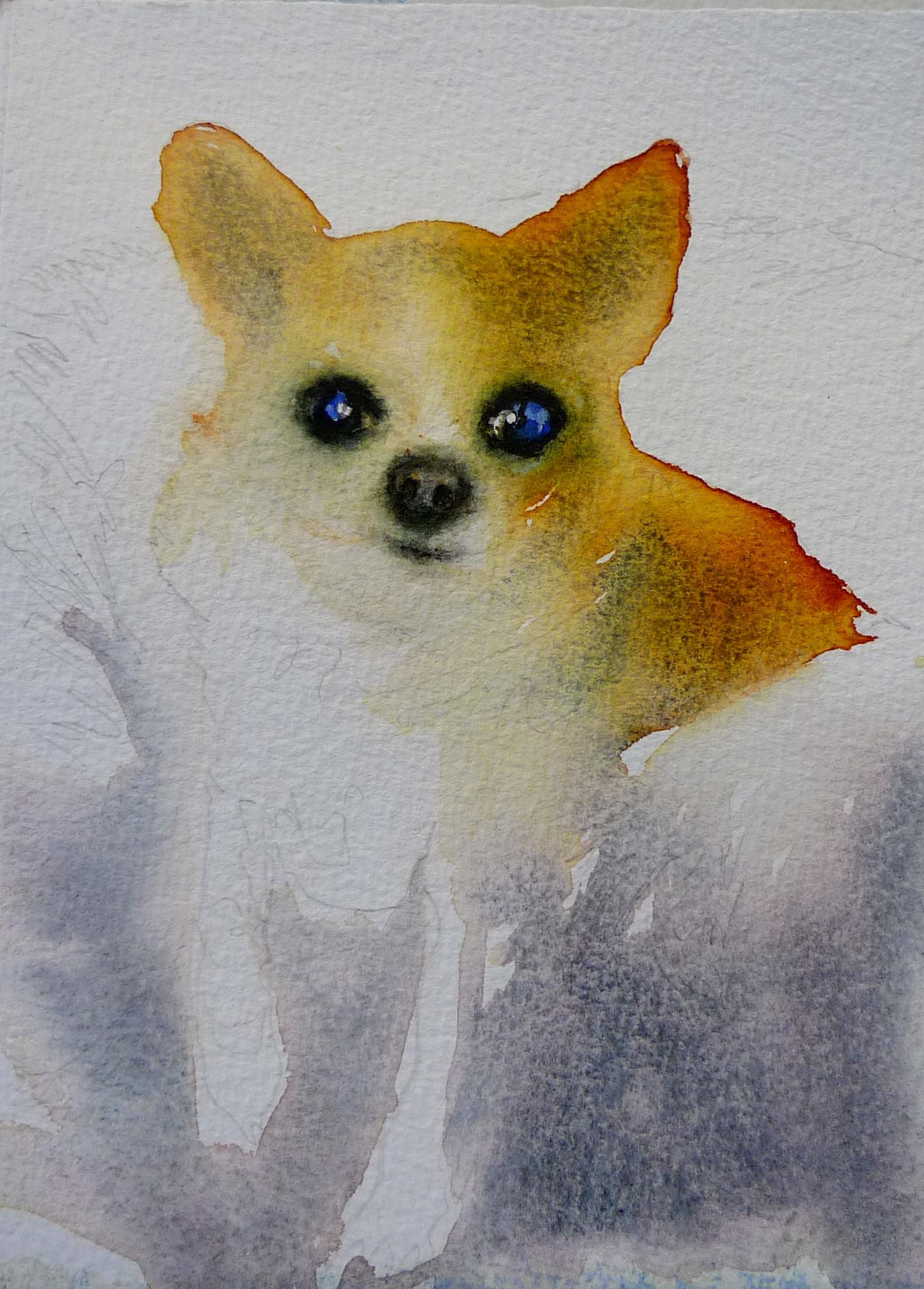 tacobelldog.jpg