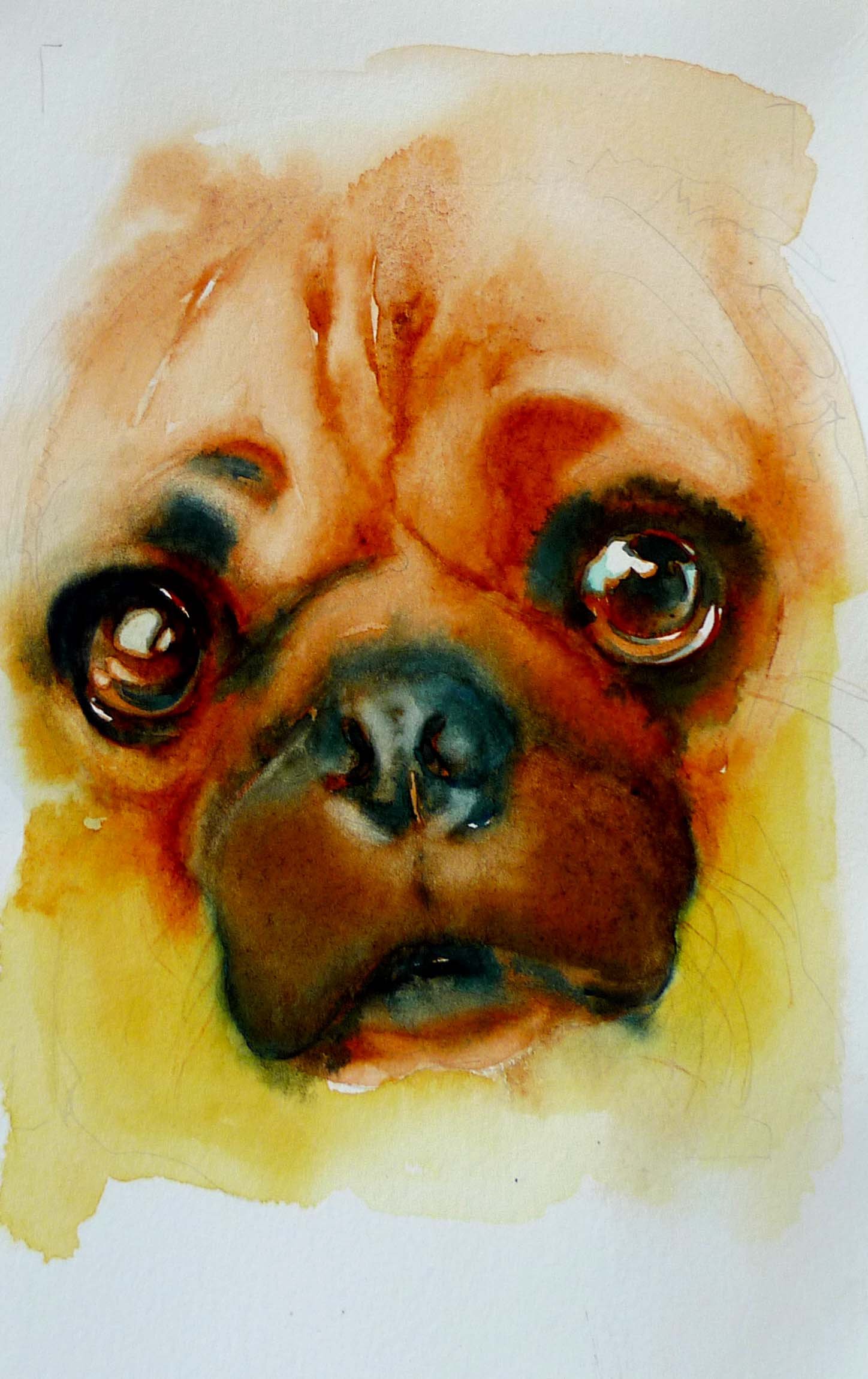 pug.jpg