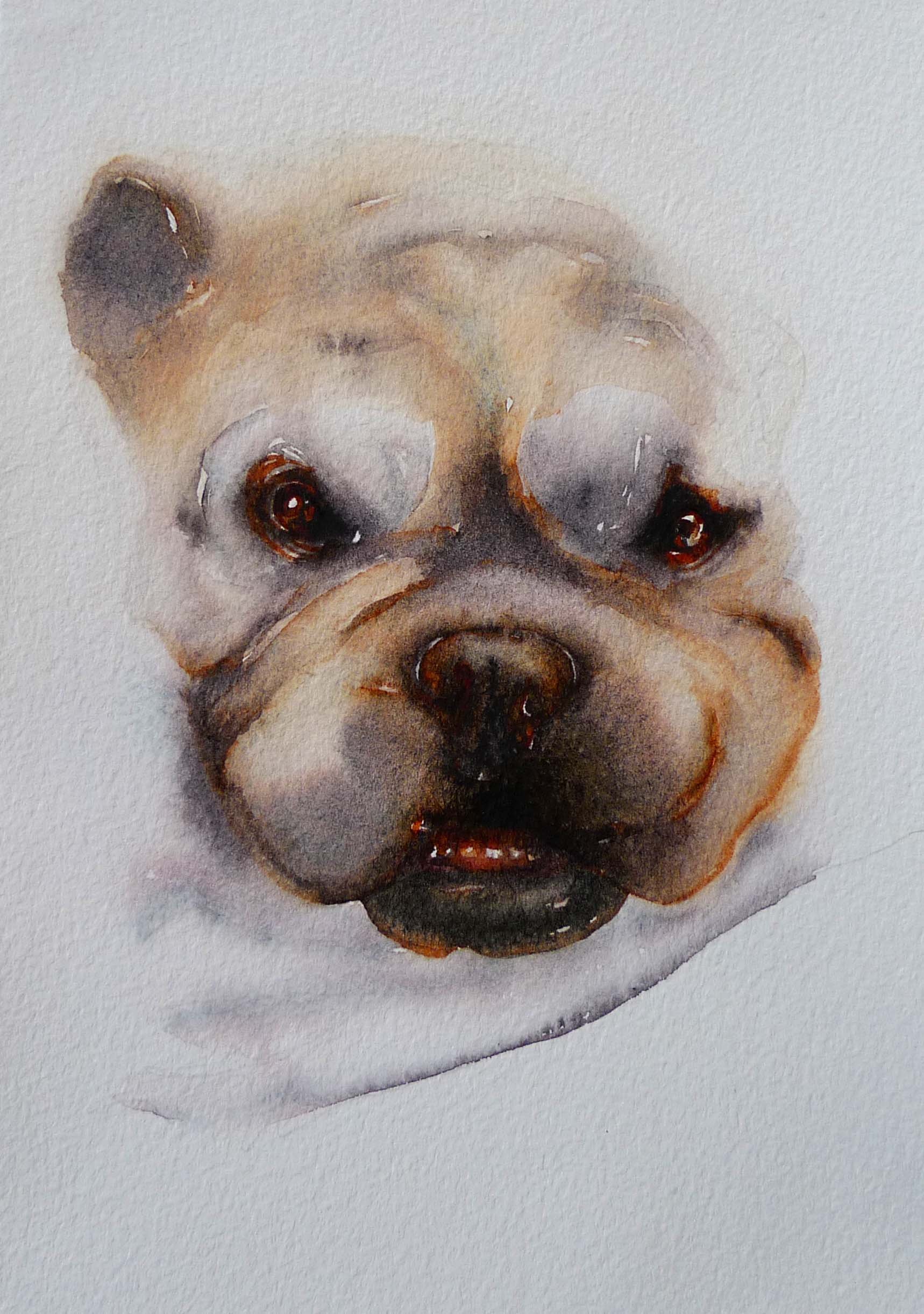 vineha'sdog.jpg