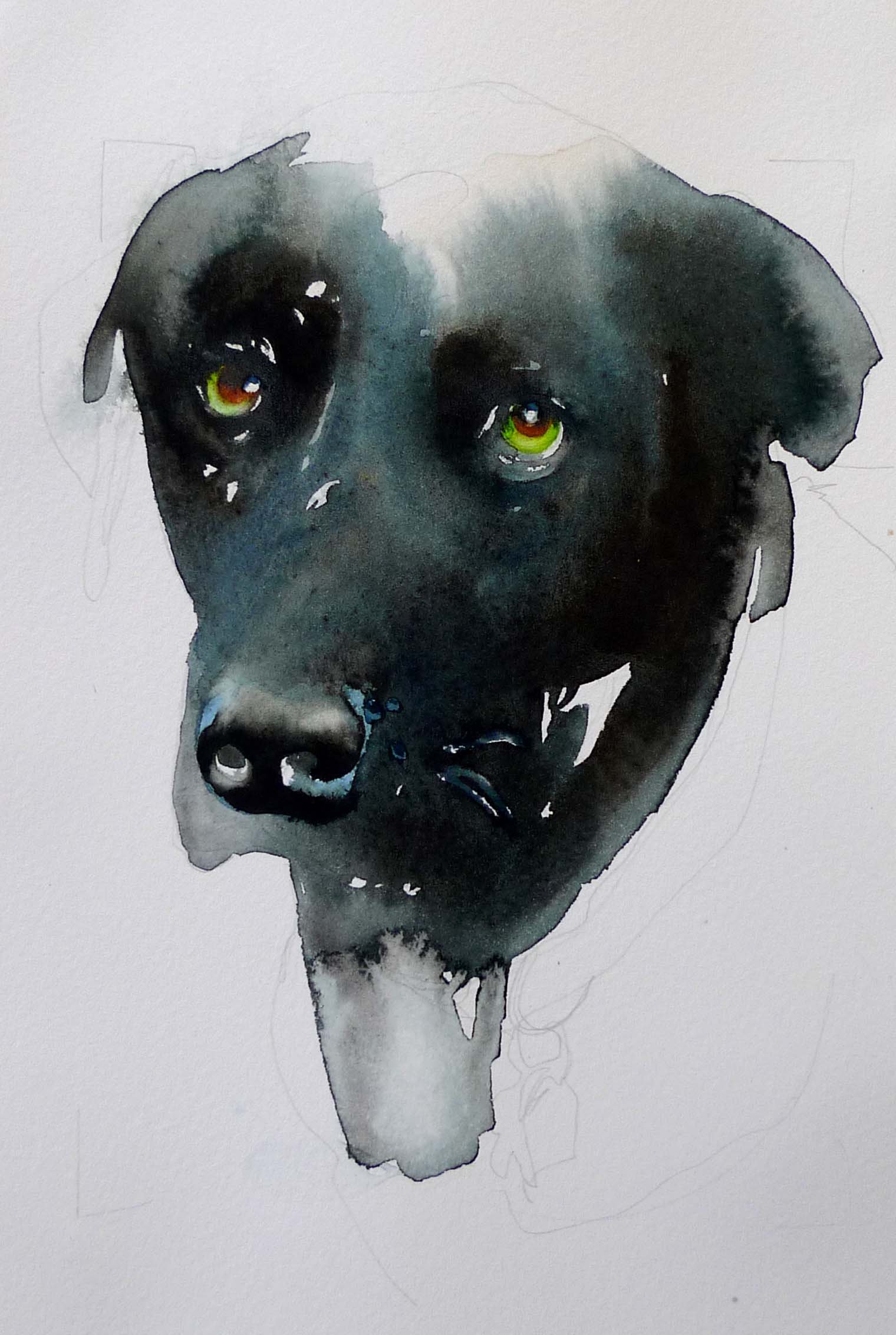 blackdogreeneye.jpg