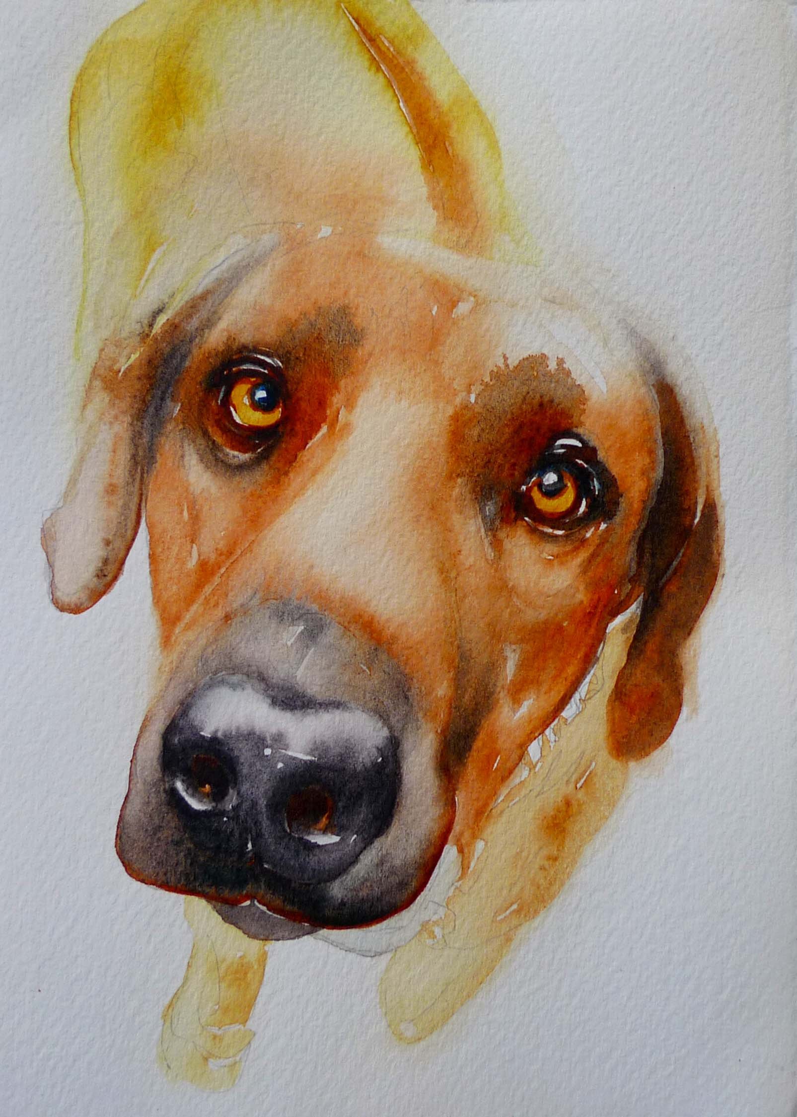heidi'sdog.jpg