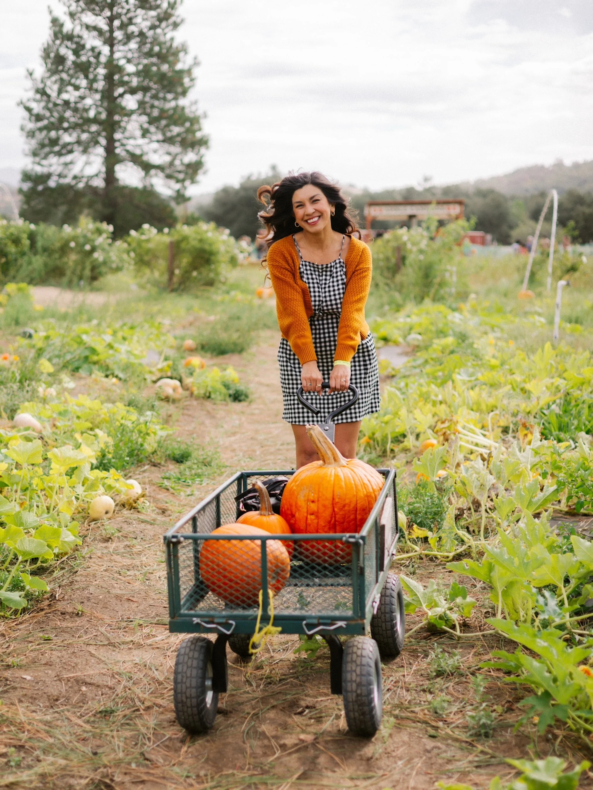 Pumpkin patch in Julian, California @julianfarmandorchard 🎃