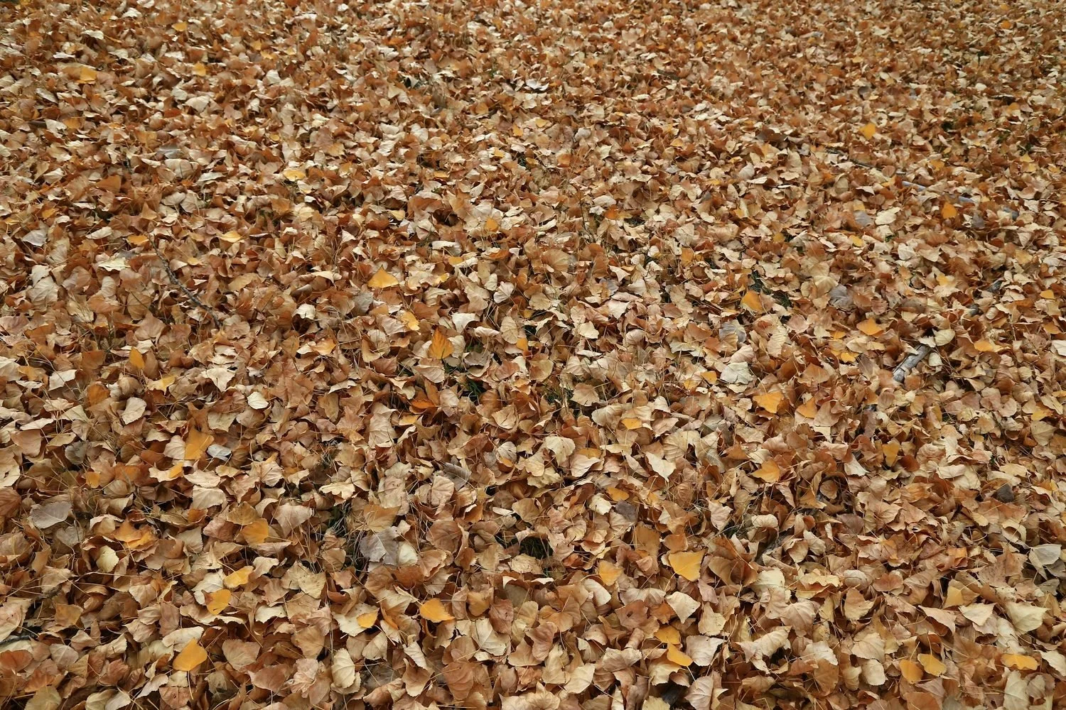fallen-leaves-carpet-victoria-bc.jpeg