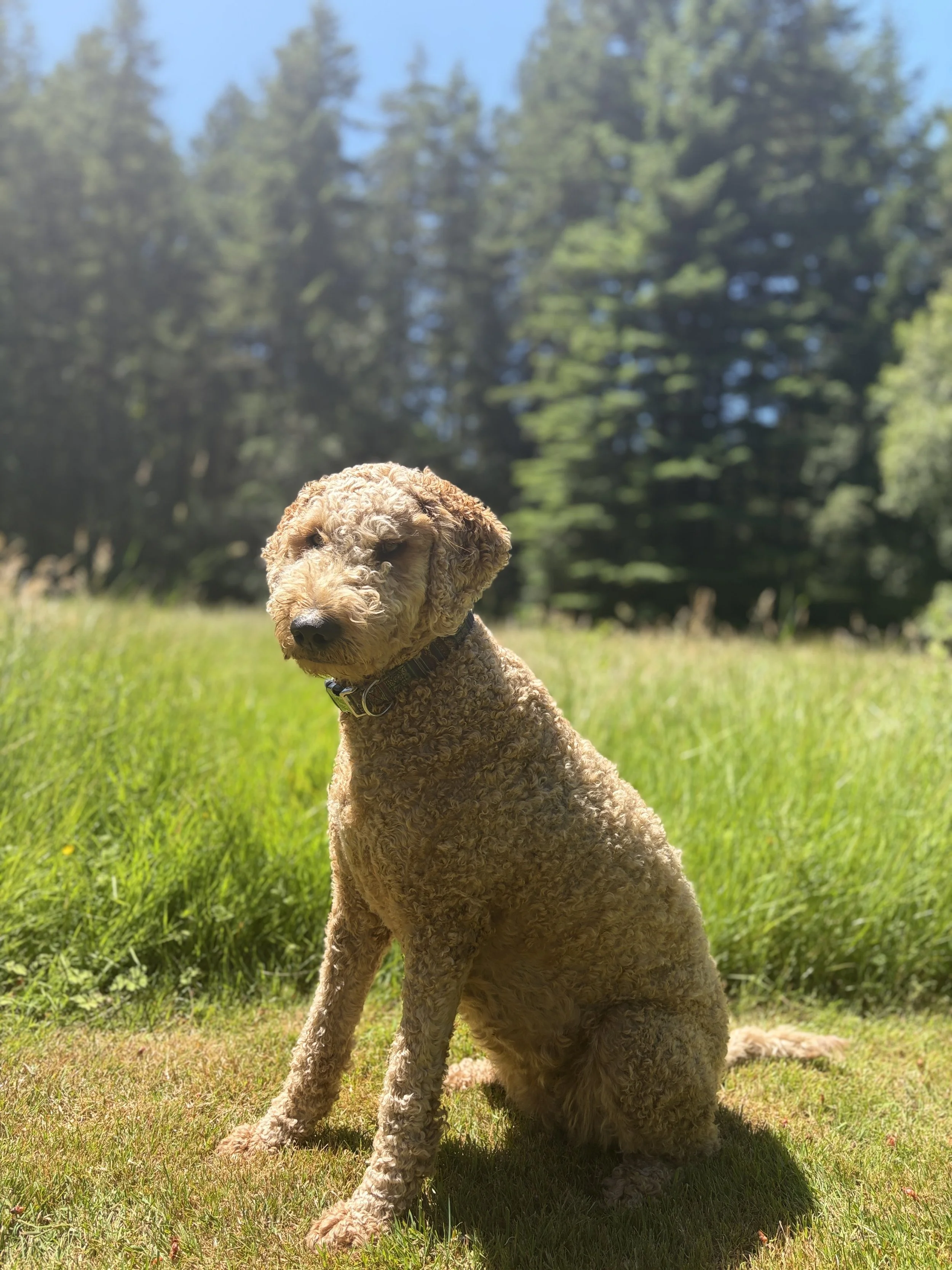 Daisy, Green Image mascot