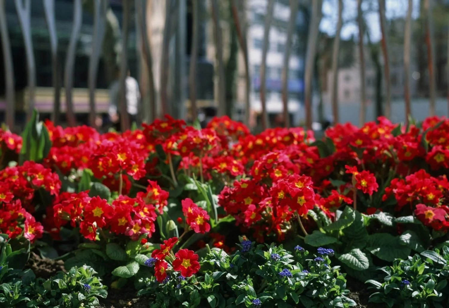 red-primula-flowers-victoria-bc.jpeg