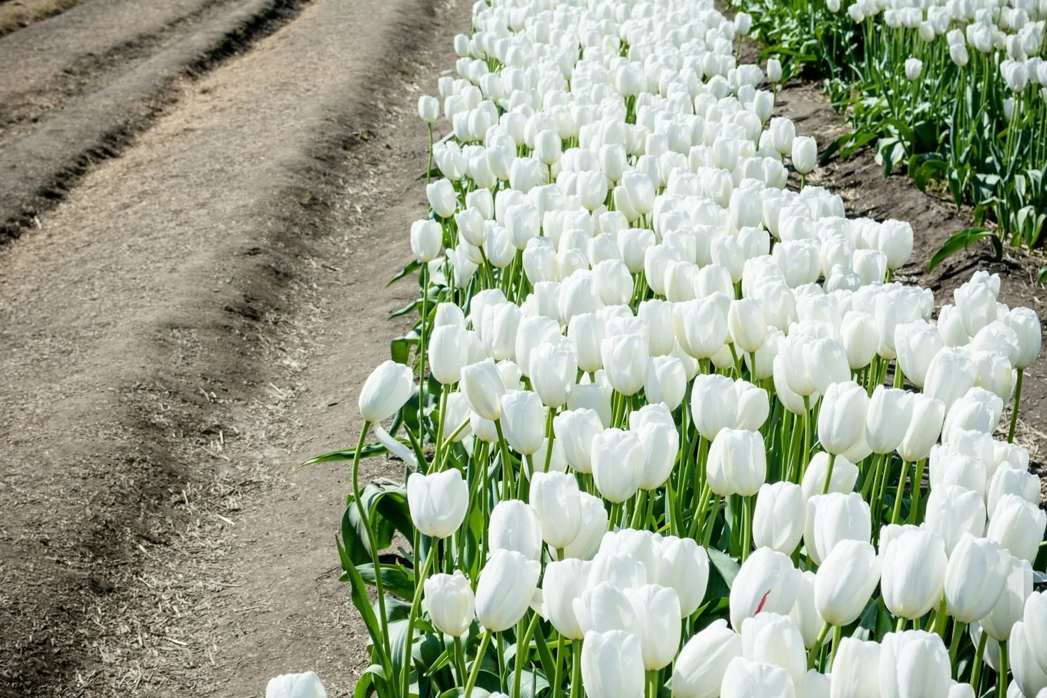 white-tulips-seasonal-display-victoria-bc.jpeg