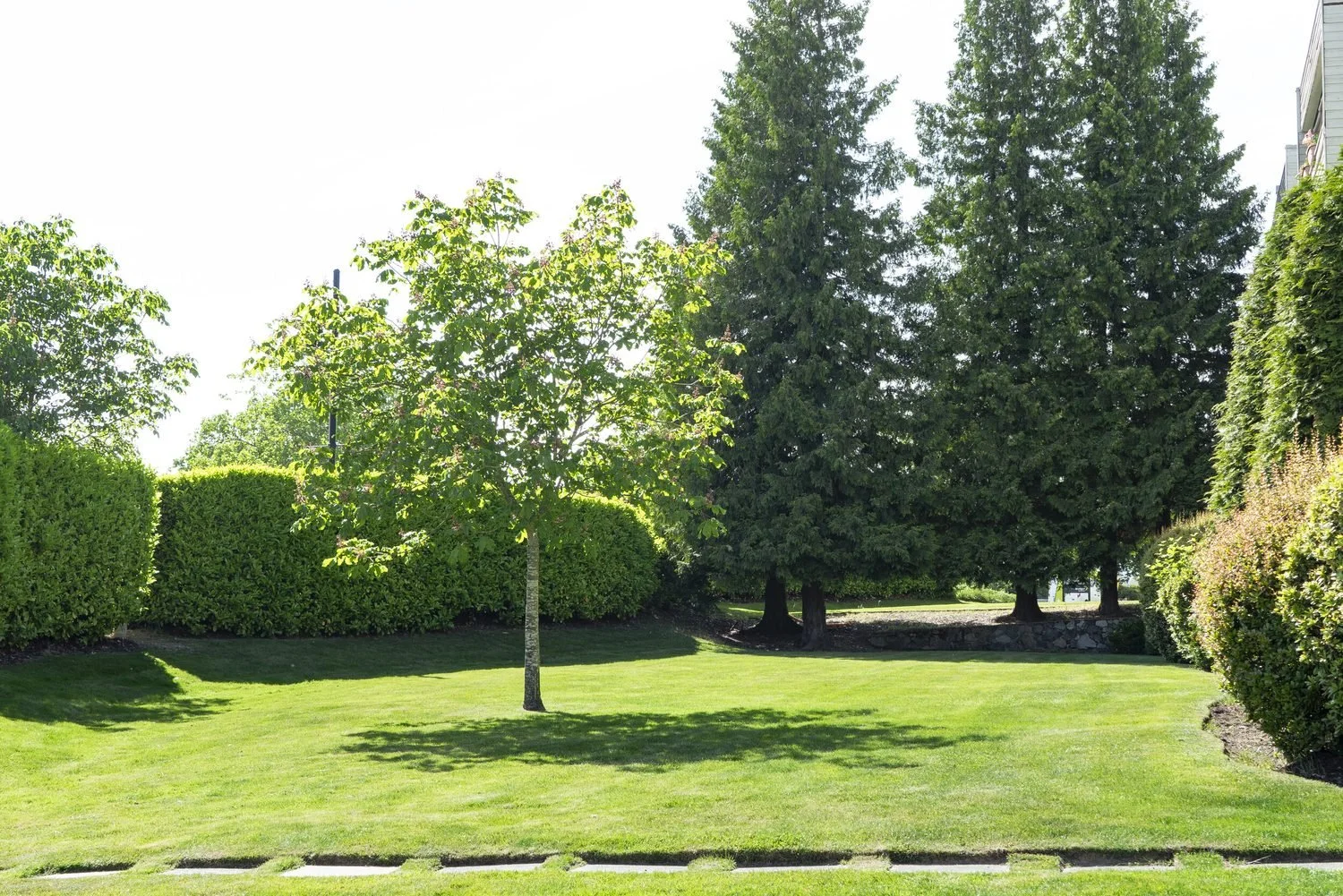 lawn-young-tree-cedar-hedge-victoria-bc.jpg