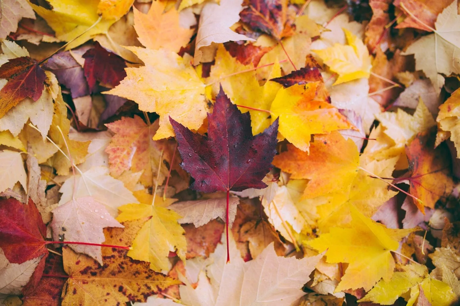 maple-leaf-pile-closeup-victoria-bc.jpeg