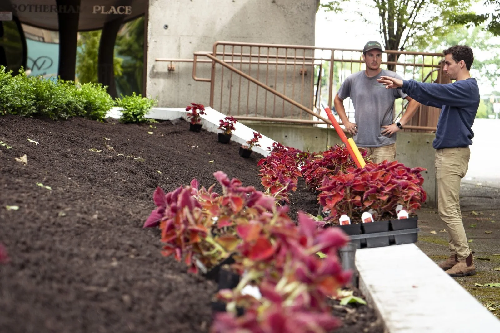 garden-planting-coleus-victoria-bc.jpg