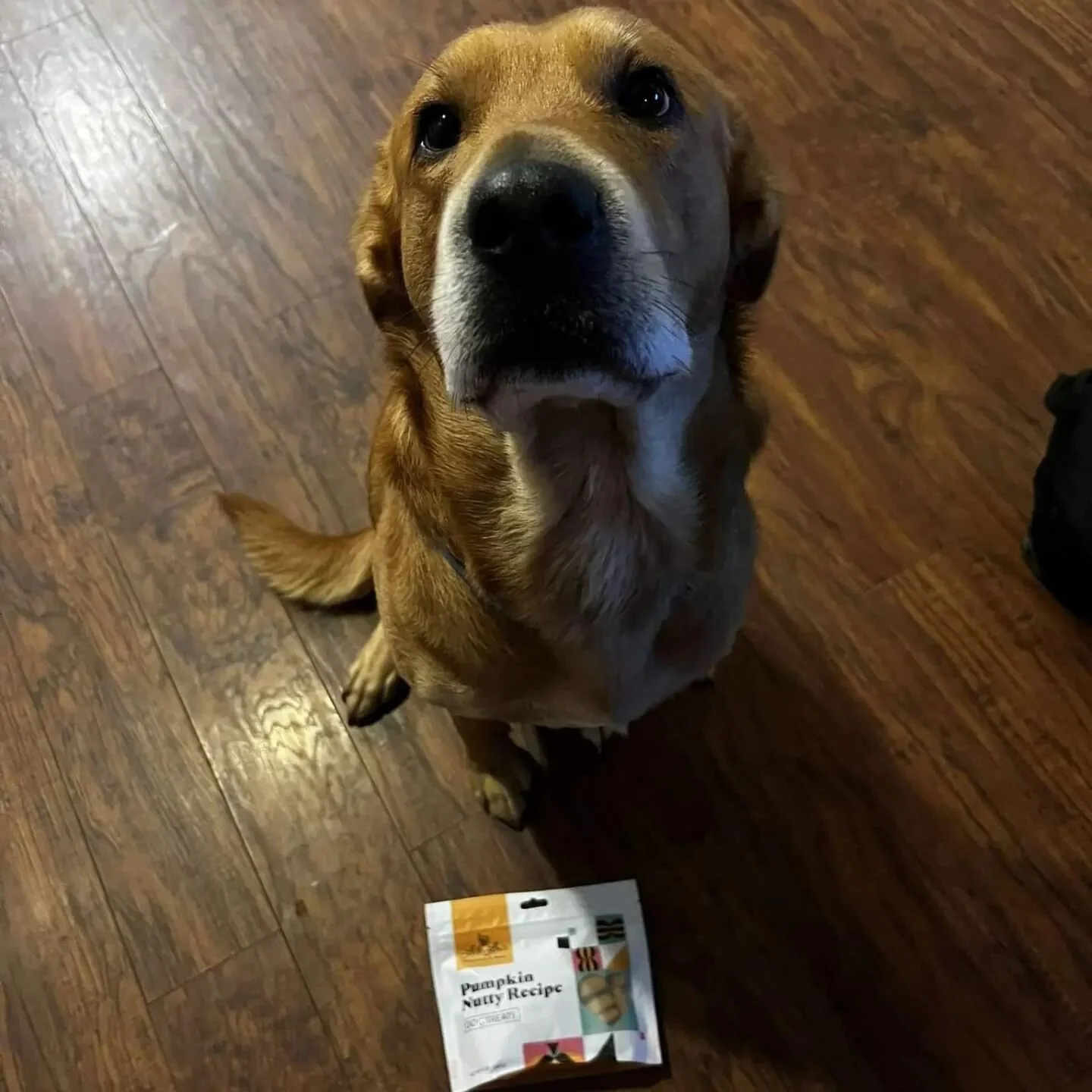 Meet Big Red! 🥰 He's a good boy! His love language is words of affirmation, he needs constant displays of affection, and ofcouse he wants as many Lette Lou's Treats that he can charm you into giving him! ❤️ 

His best friend is Sir Burt! 

Thanks @s