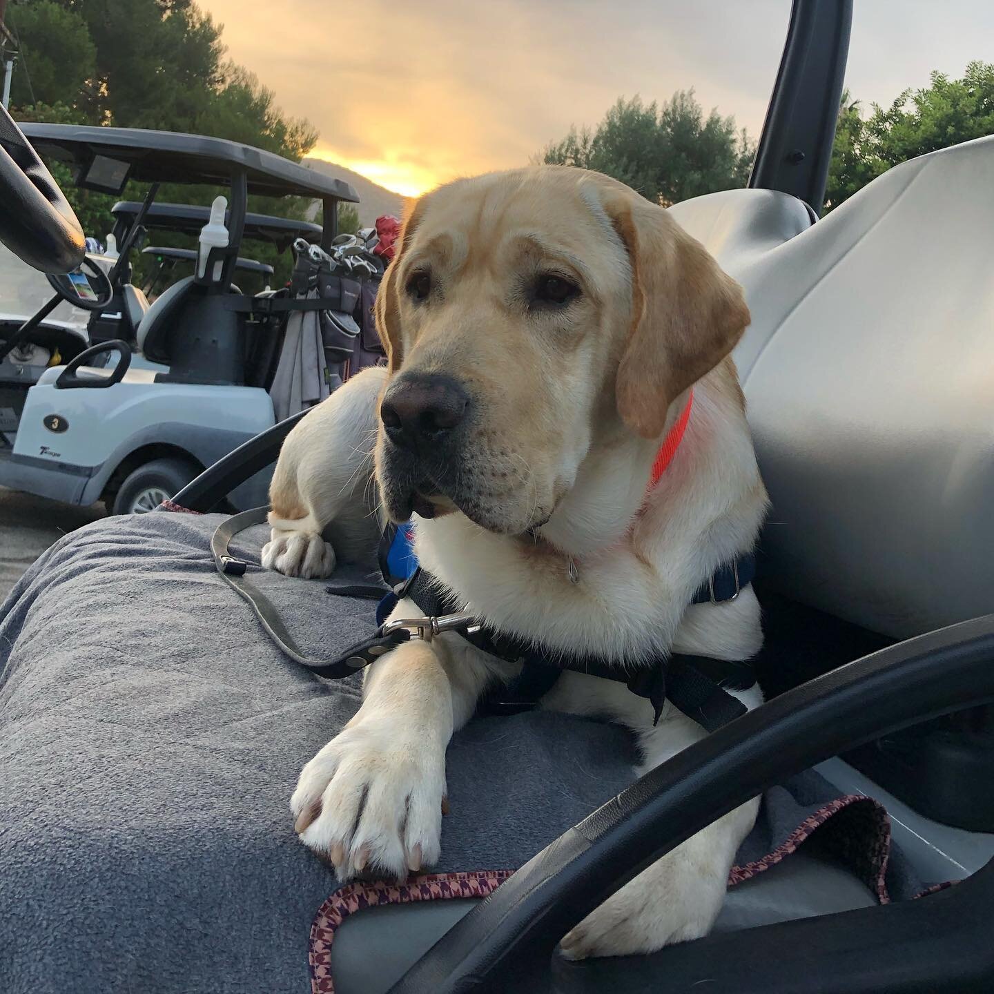 Chance&rsquo;s day on the golf course ⛳️

Eyes are always on the prize (golf ball) 👀 🦮

Please click on the link in our bio to learn more about how our specialty - trained service dogs are helping wounded military heroes overcome the challenges of 