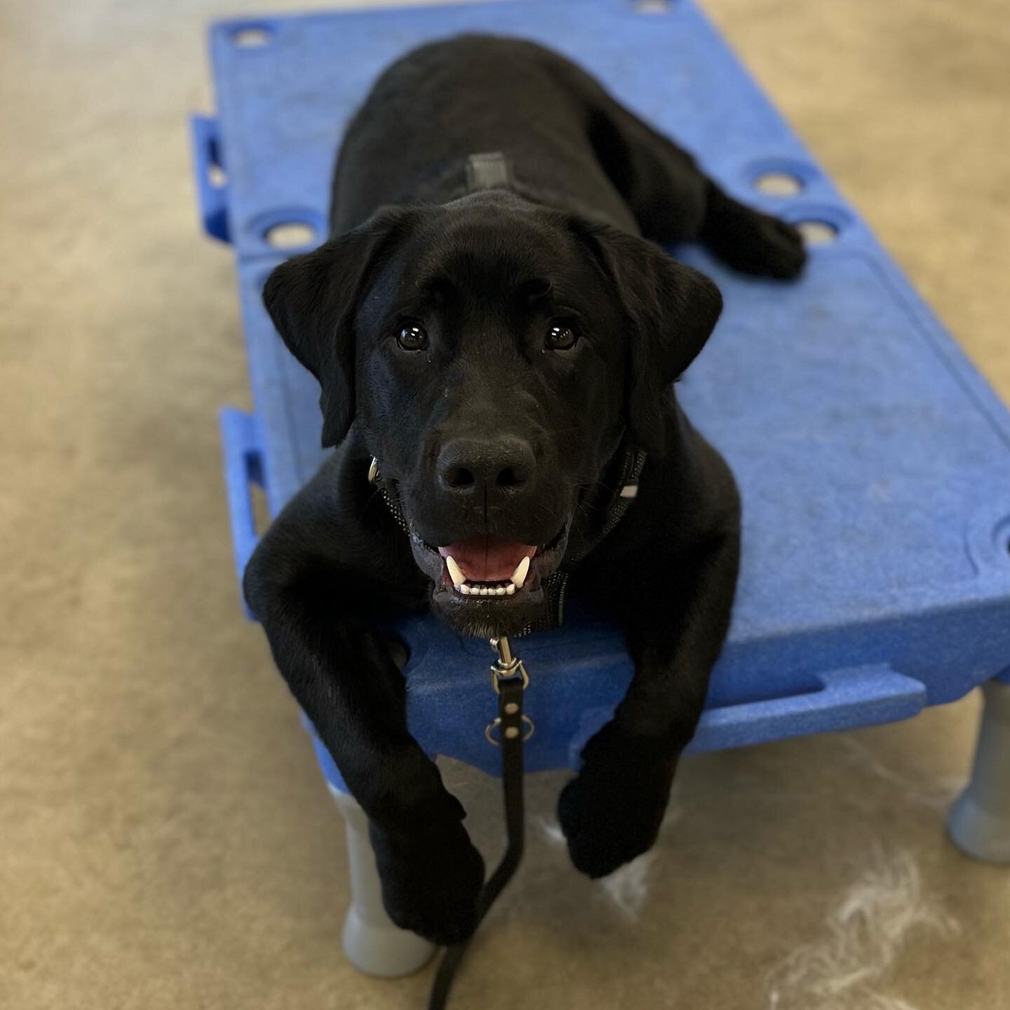 Wednesday Wisdom: FAQs 💭

Do you train dogs for use outside of your organization?

Freedom Dogs has strict requirements for puppies that enter our program. Our puppies are placed with one of our trainers at approximately 8 weeks of age. Their traini