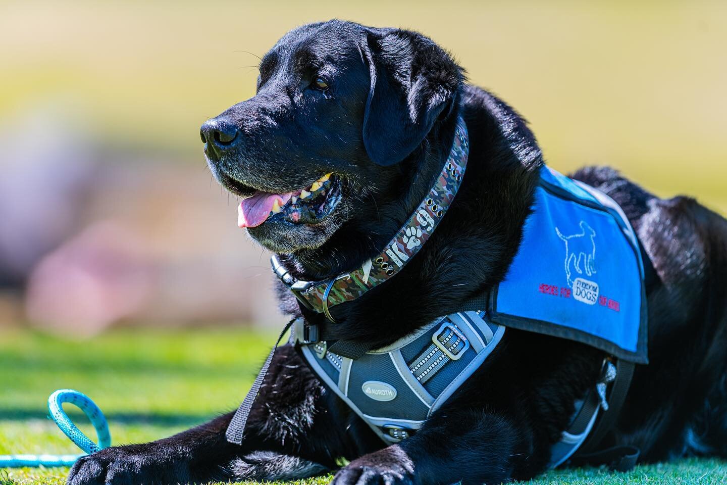 Monday Meet Up featuring Freedom Dog Monty 🐕&zwj;🦺

Monty is a black, male Labrador Retriever. One of his greatest joys is problem solving - whether we want him to or not. Monty lives with his Marine in the Oceanside area. They consider themselves 