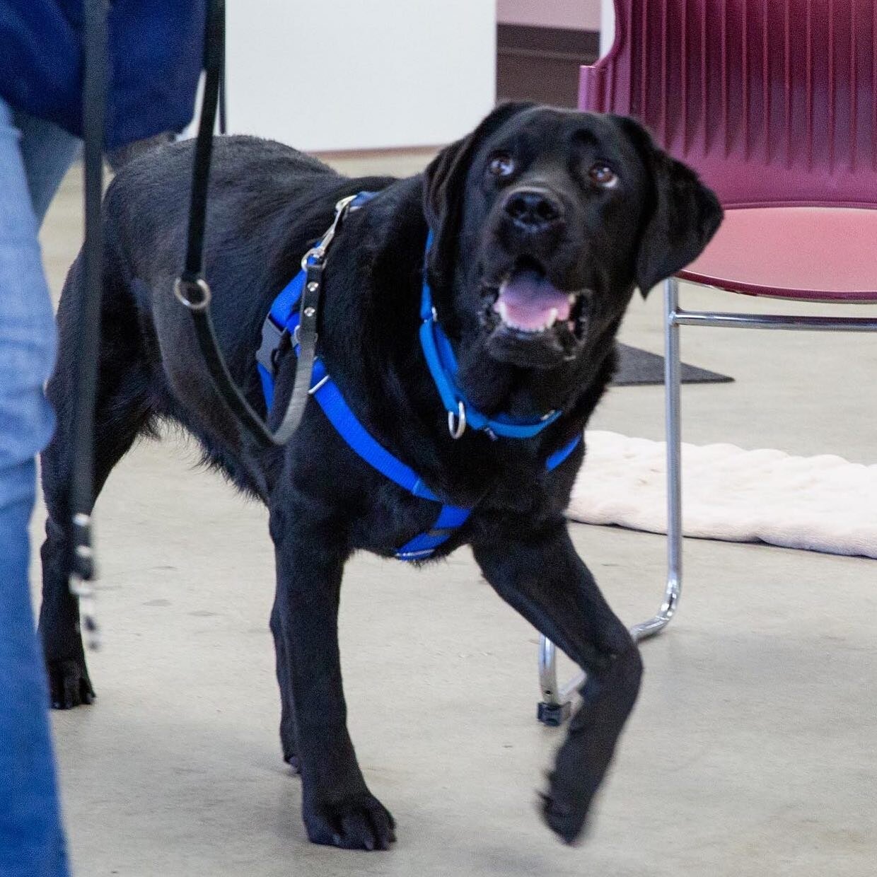 Tuesday&rsquo;s Tail Wagging Tips 🐕&zwj;🦺

&bull; Only give your dog attention when sitting rather than when jumping.

&bull;Prevent the behavior through the use of a leash and a flat buckle collar.

&bull;If you know your puppy is likely to jump o