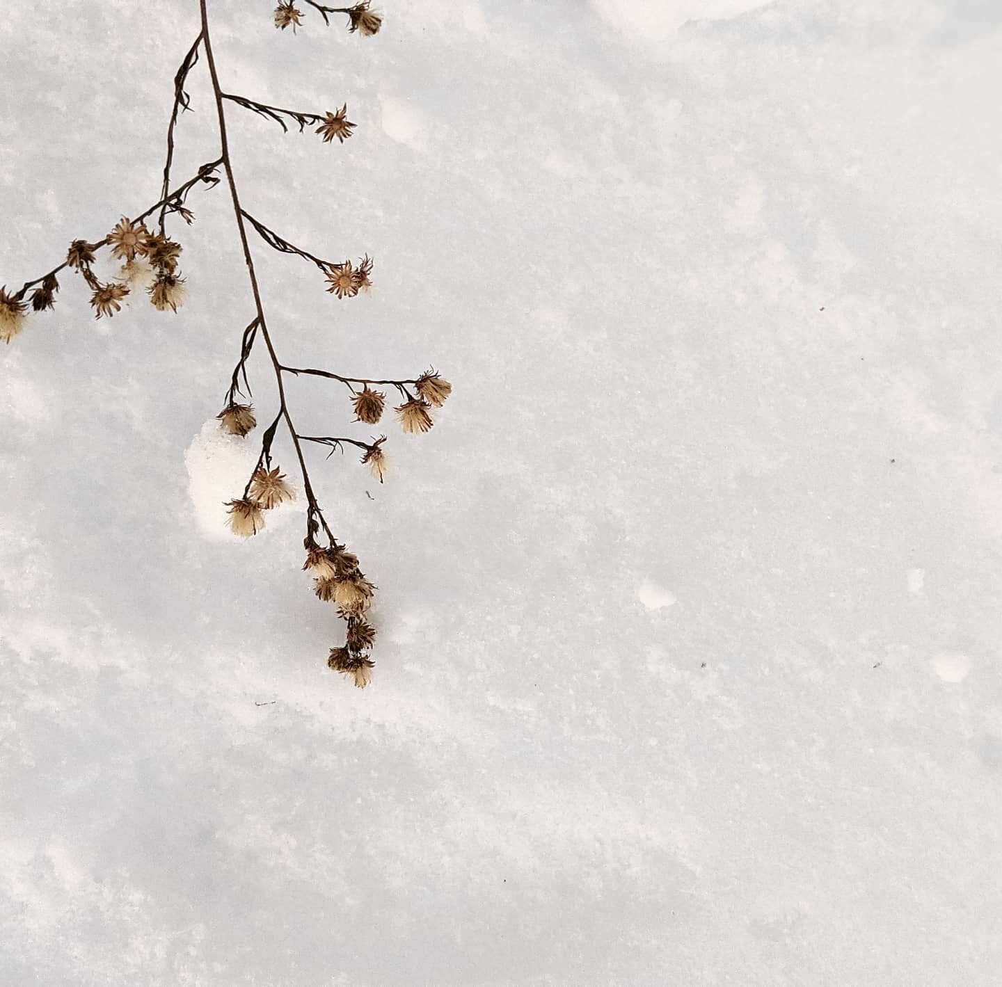 ~simplicity~ can be the most beautiful canvas . ❄️
&bull;
&bull;
&bull;
&bull;
#pure #snowscenes #stilllifeinsnow #autumnandwinter #tistheseason #mindfulmoments #peace #mindfulness #mindfulblogger #beautyinsmallthings #simplebeauty #littlethings #lit