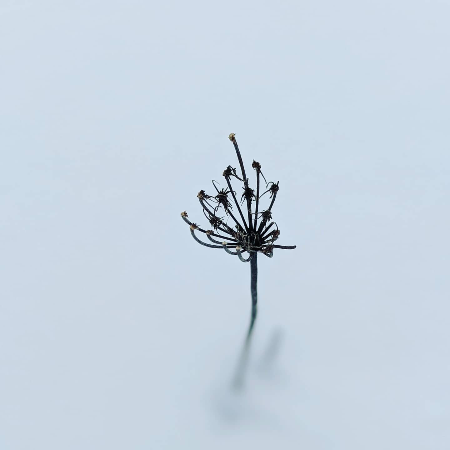 Soft, silent, solitary. 🥀❄️ Another scene in snow. 

Whatever season suits your skin, you can still find the unique beauty that lives in each one, down to the last bare stem. 

Savor the cycles, the circle, the bristle to bloom. ❄️ It all comes back