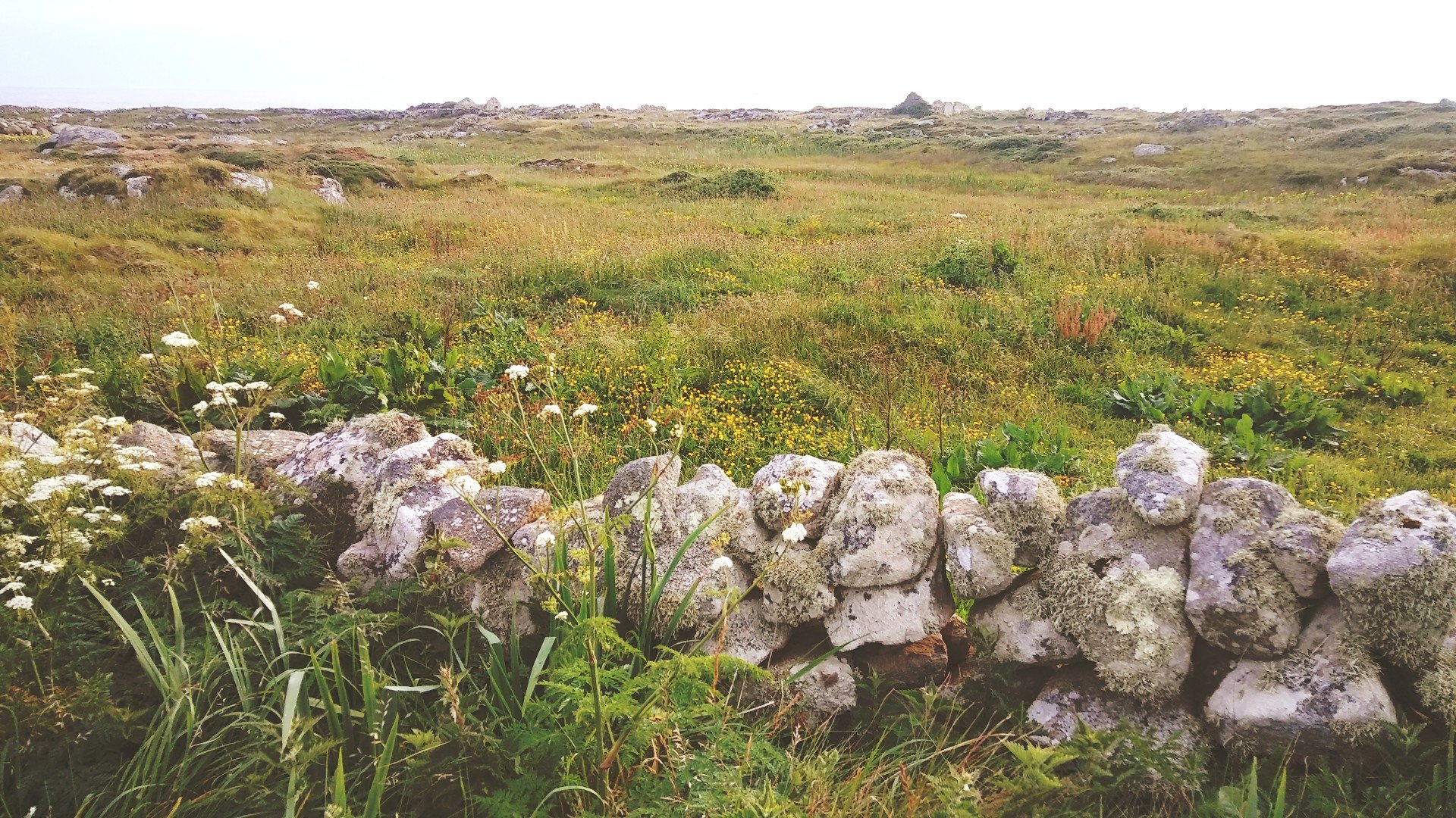 Carna Stone Wall.jpg