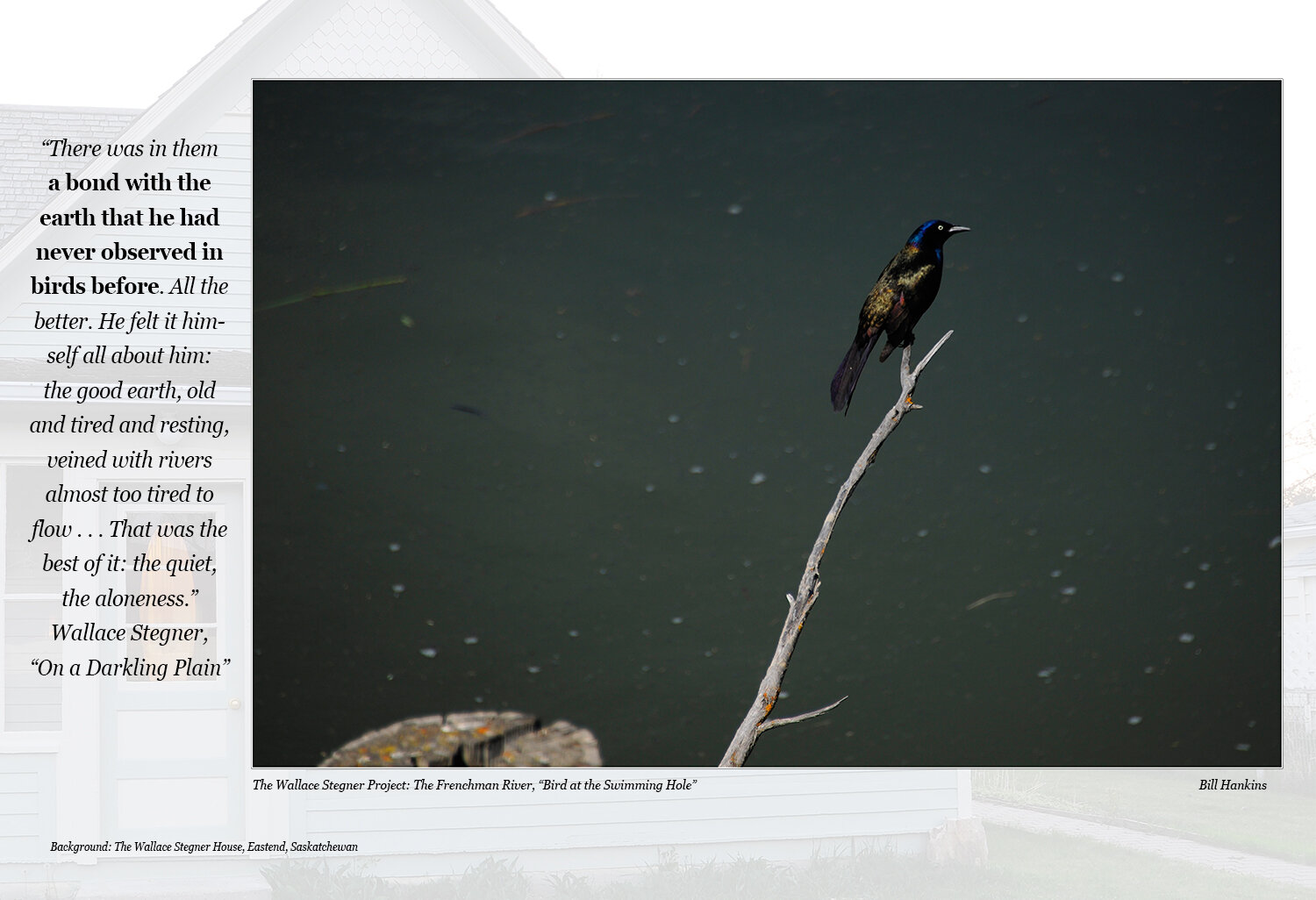 Hankins-Bird at Swimming hole  Darkling Plain.jpg