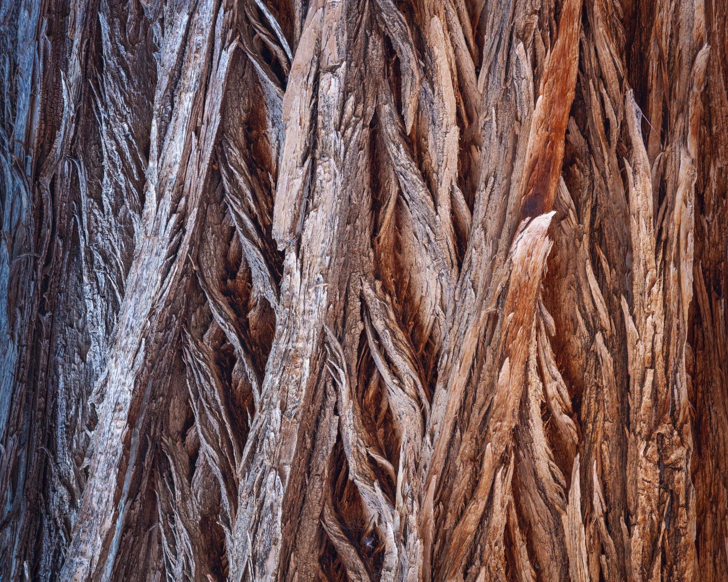 Character of Cottonwood