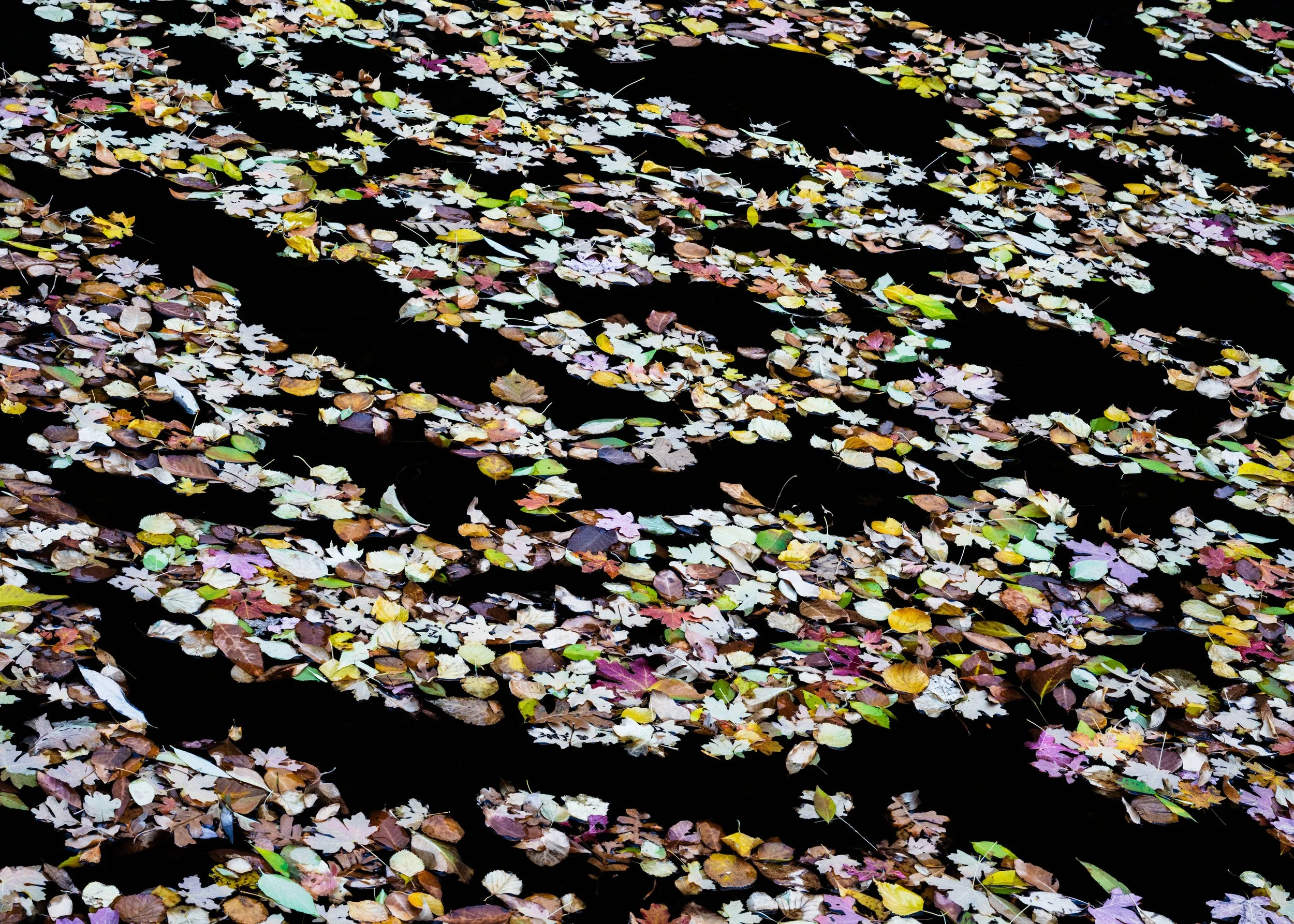 Procession of Jewels