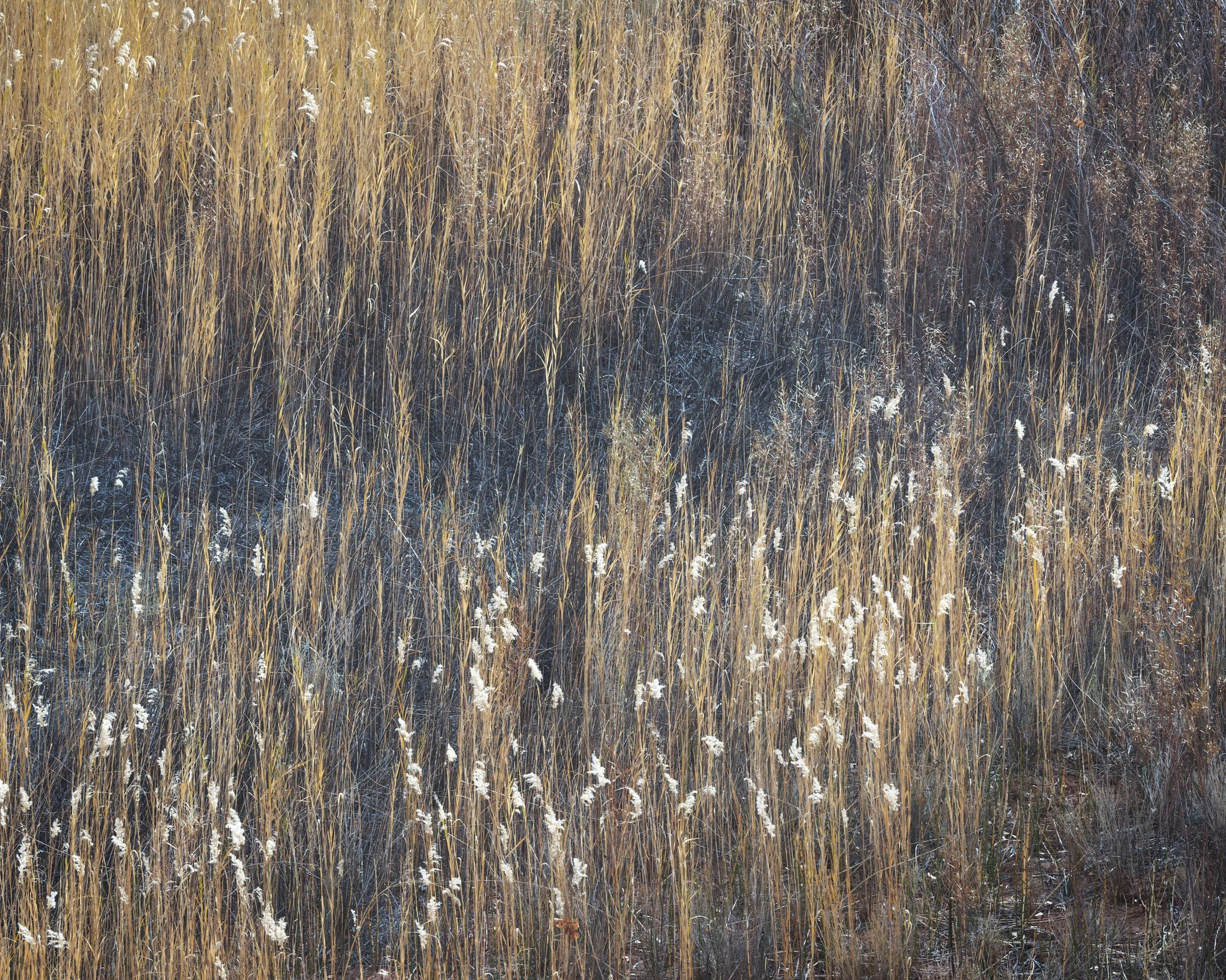 Grasses and Brushstrokes