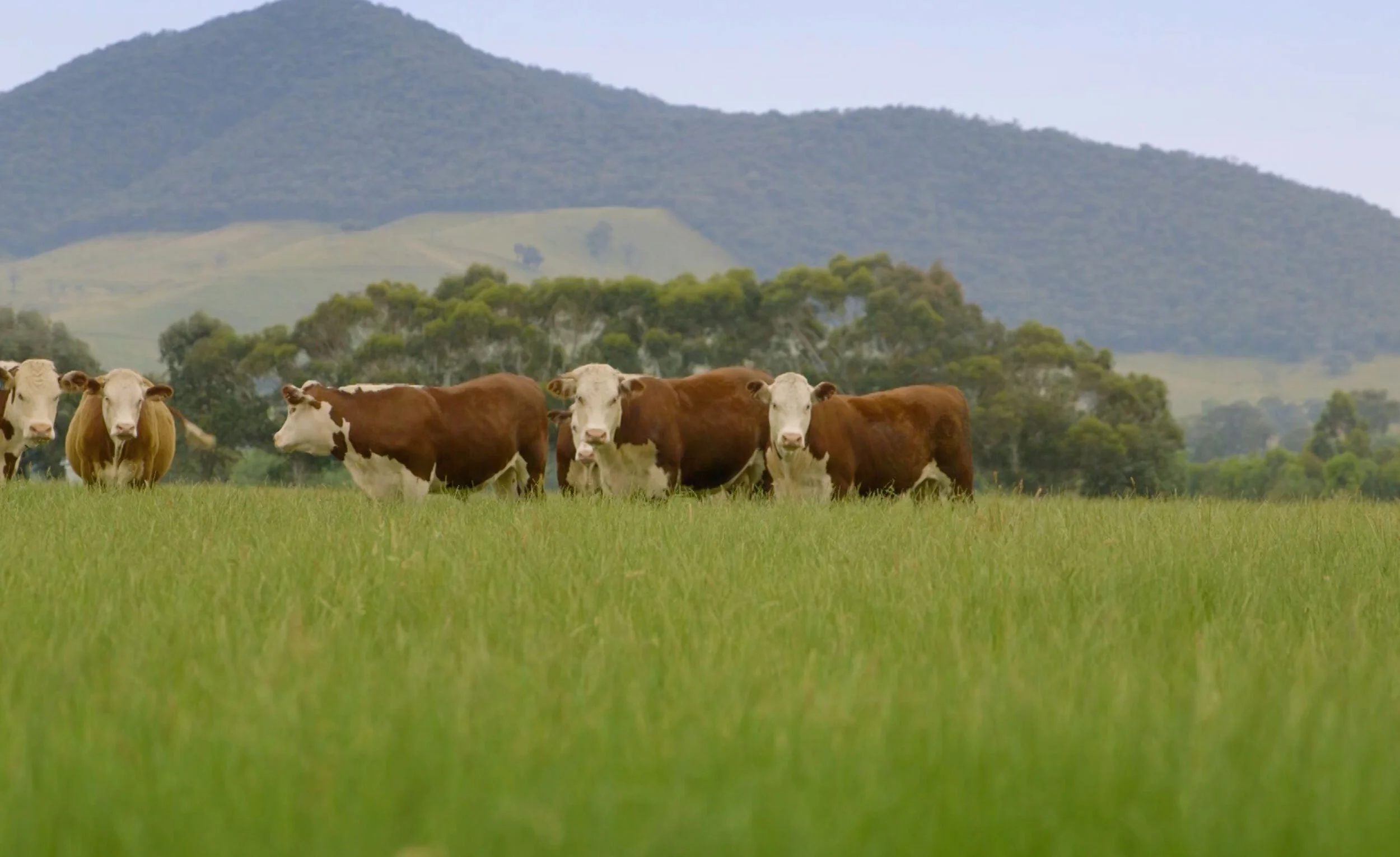 ABOUT — AUSTRALIAN MEAT GROUP