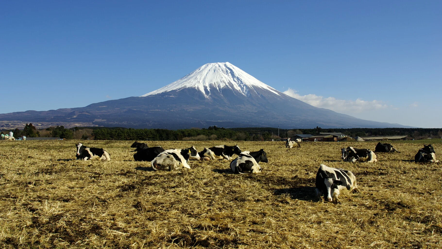 Japan top beef destination in February