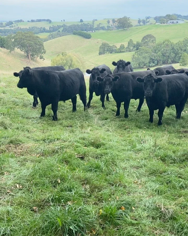 AUSTRALIAN MEAT GROUP