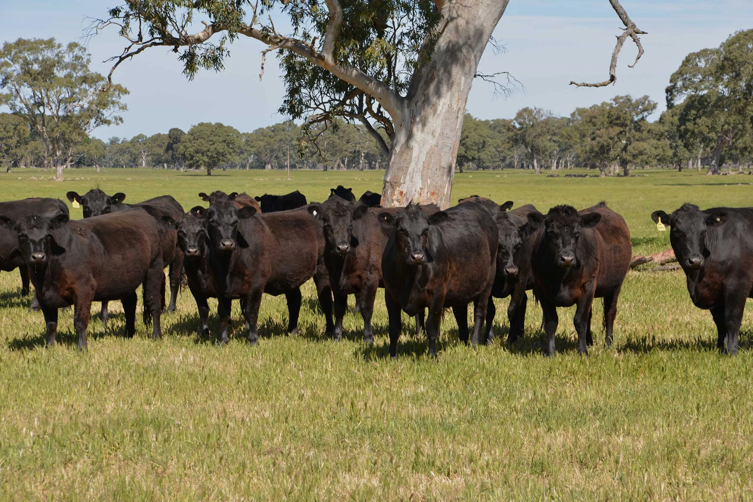AMG Beef — AUSTRALIAN MEAT GROUP