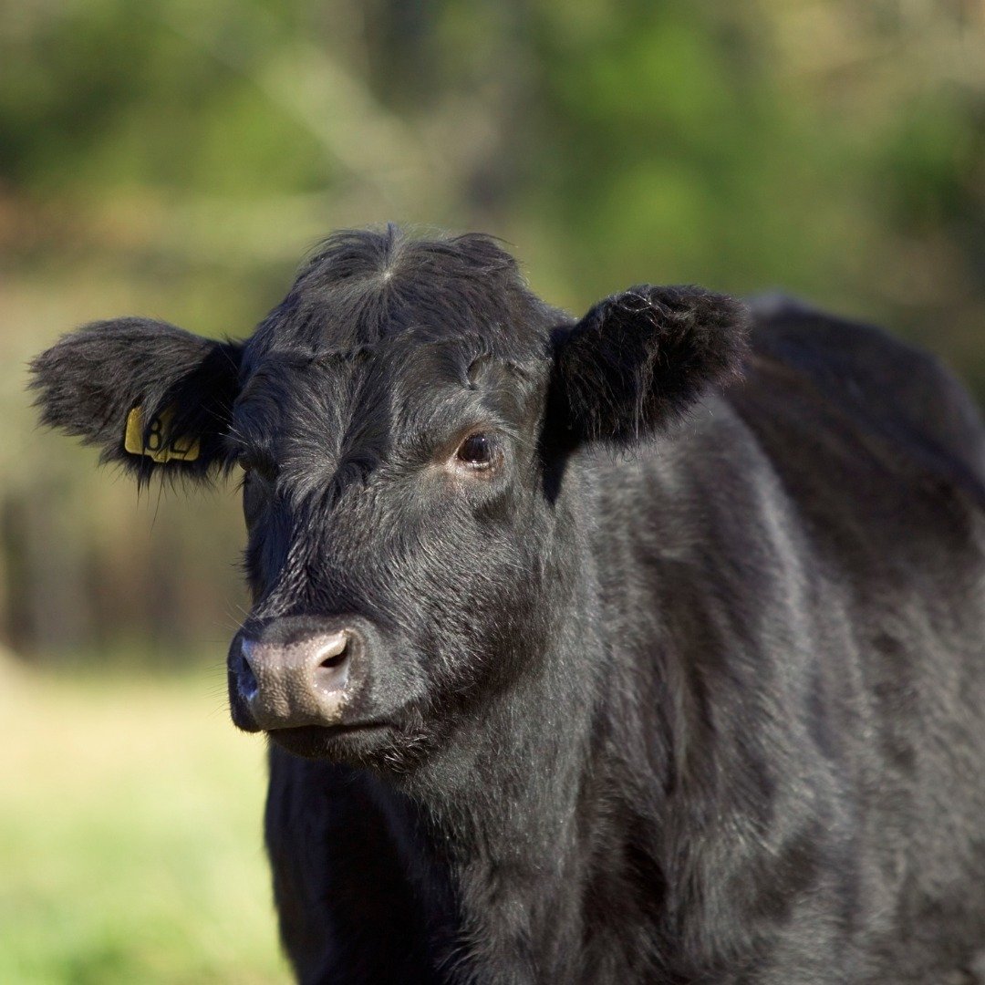 AMG's exclusive and highly limited Southern Ranges SR4 beef comes from carefully selected, genetically superior Angus and Hereford cattle, raised on the lush, green pastures of Gippsland, Victoria. This region is globally recognized for its ideal cli