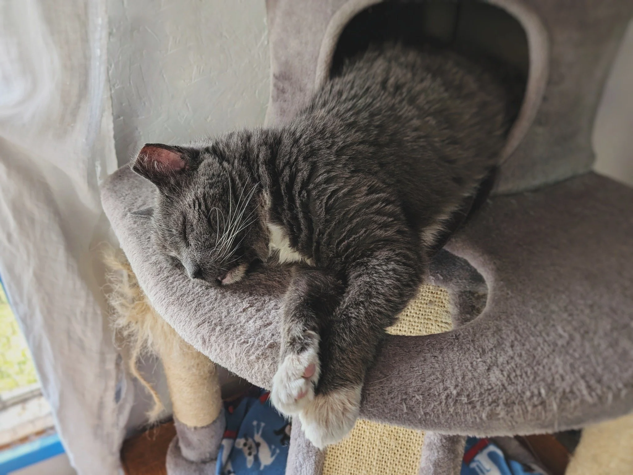 This snapshot pretty much sums up Boots&rsquo; entire philosophy on life:
&ldquo;If it&rsquo;s worth doing, give it 150%.&rdquo; ❤😺

#MrBoots #BootemiusBear #RetiredCommunityCat #WorkingCat #HotelBravo #HotelBravoSanctuary #ForTheBrave