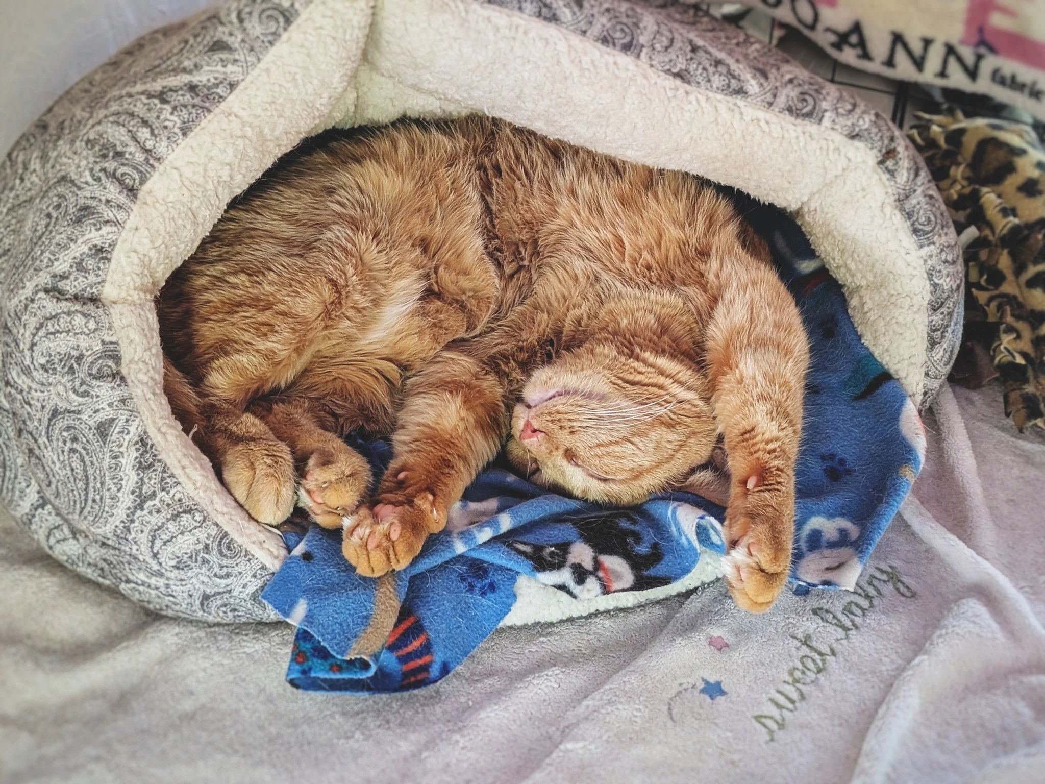 Nappin&rsquo; like a hero. 🦸&zwj;♀️❤😸

#MommaKelce #WorkingCat #HotelBravo #HotelBravoSanctuary #ForTheBrave