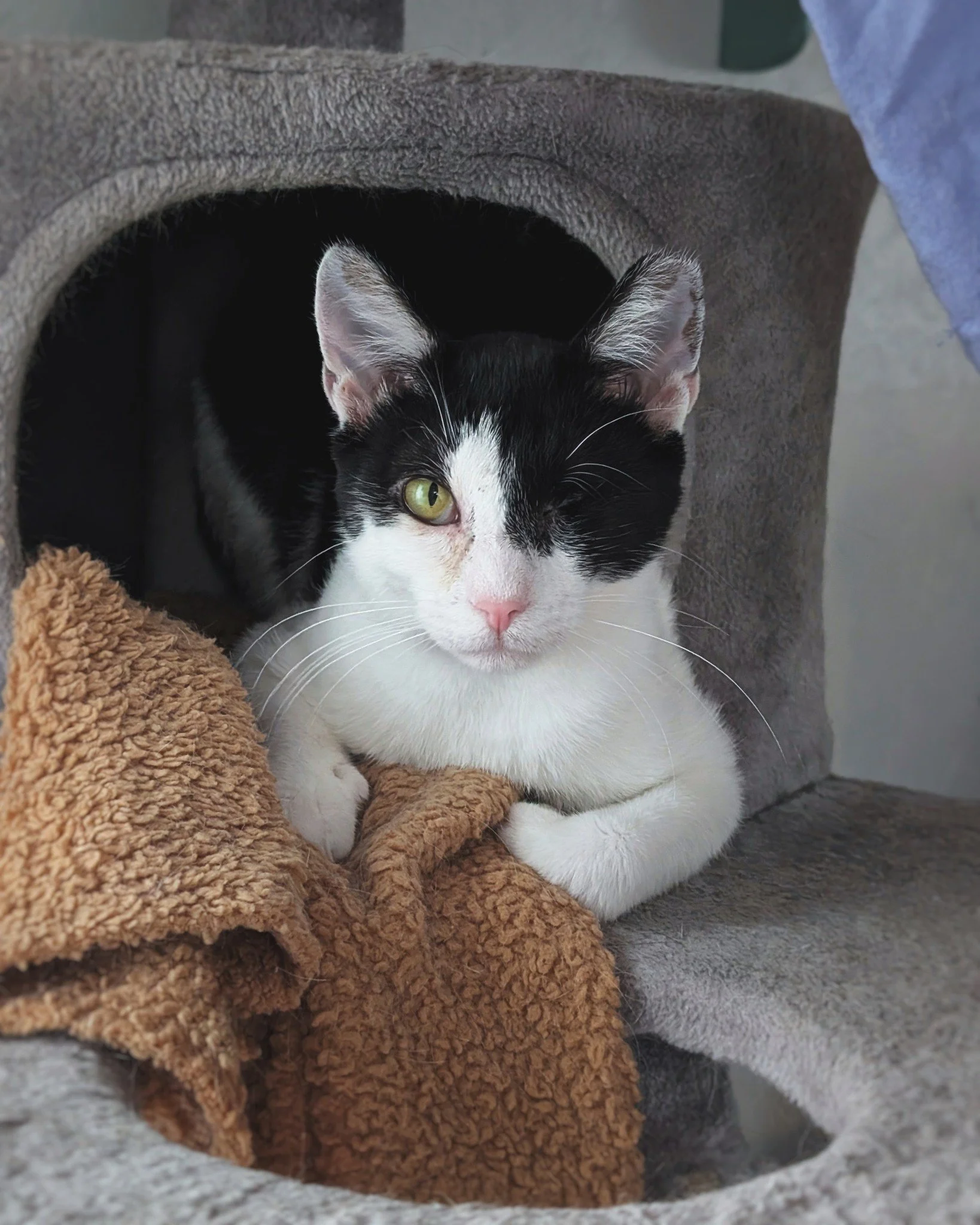 Just look at this confident, dapper young man! ✨❤ 
As his nickname might suggest, Mr. Eddie is a quick learner. And following the commencement of high octane, late night zoomie sessions (hosted by Mr. Kernel), his tutelage has been kicked into high g
