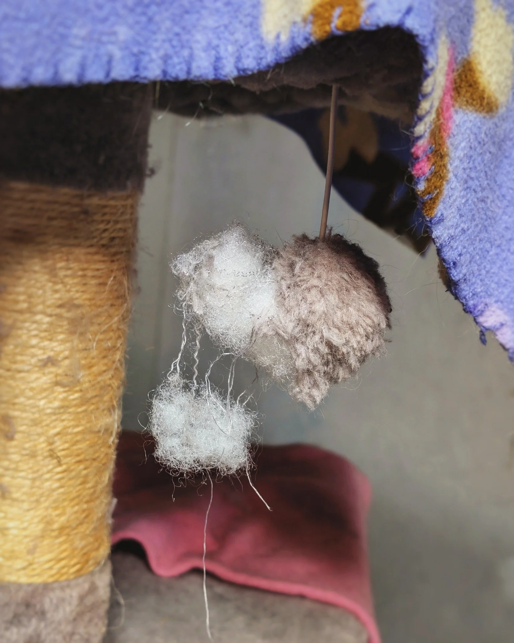 &hellip;this handiwork brought to you by Fast Eddie and the Midnight Zoomies. 👊💫😹

(and even with the ball now devoid of stuffing, he still plays with it religiously) ❤😸

#FastEddie #DifferentlyAbled #RetiredCommunityCat #HotelBravo #HotelBravoSa