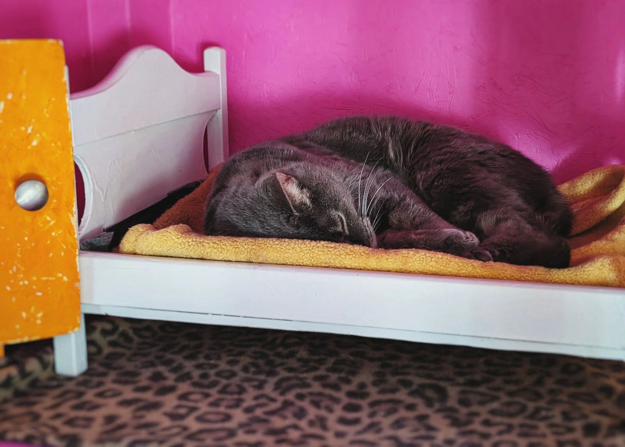 Caturday Vibes, courtesy of Lady Angel 💤☯️😺

#BabyAngel #CaturdayVibes #WorkingCat #HotelBravo #HotelBravoSanctuary #ForTheBrave