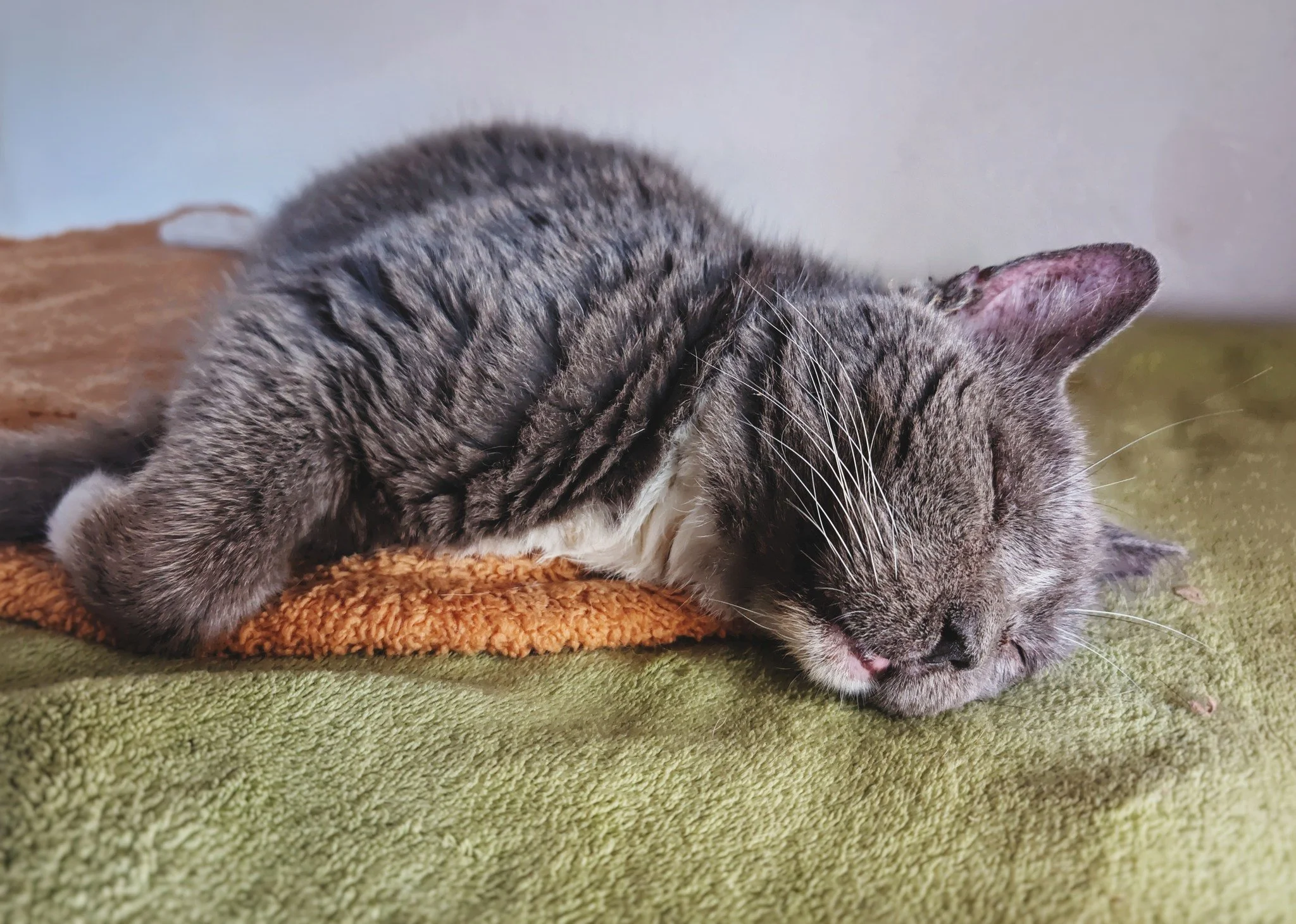 Caturday Champion. ❤

#CaturdayVibes #MrBoots #BootemiusBear #RetiredCommunityCat #WorkingCat #HotelBravo #HotelBravoSanctuary #ForTheBrave